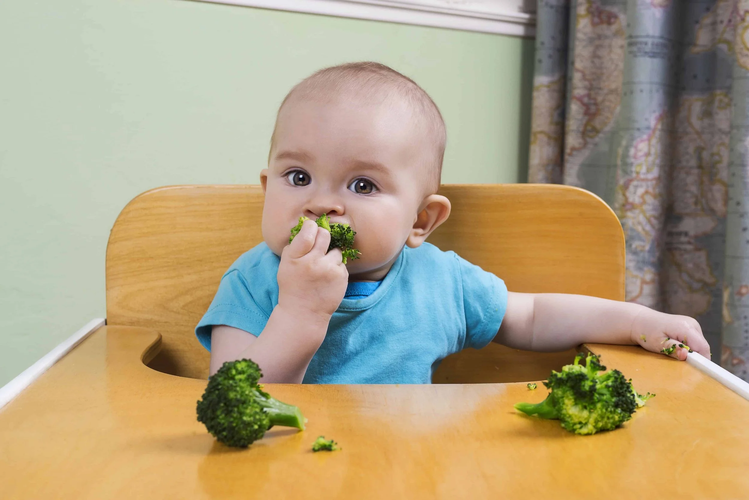 Infant in High Chair, BLW Broccoli