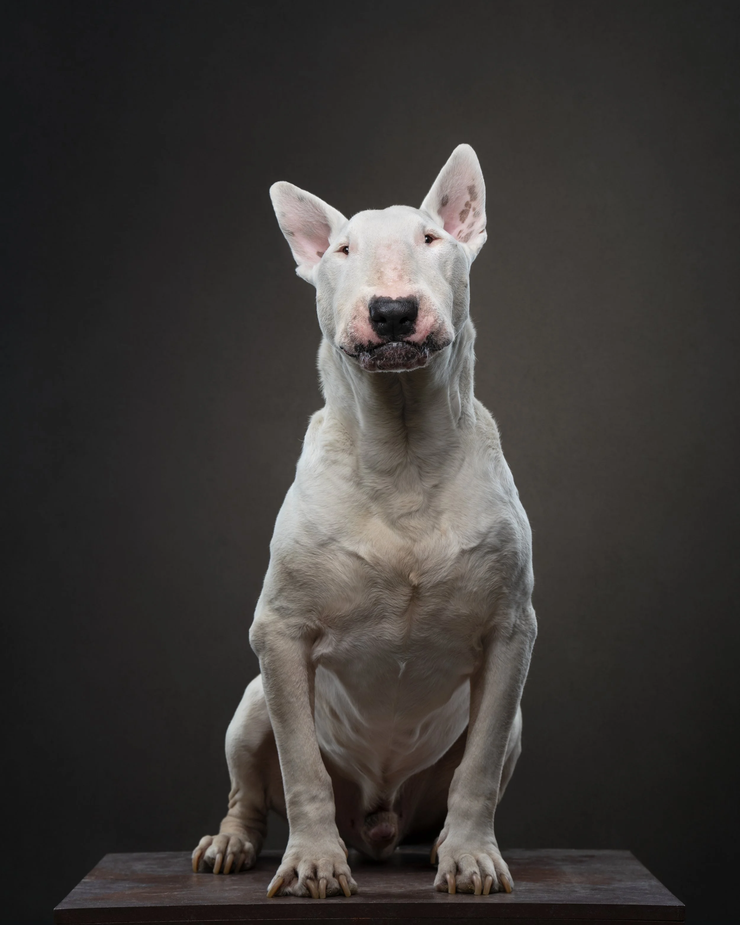 dog photographed with different lenses showing focal length comparison in studio pet photography