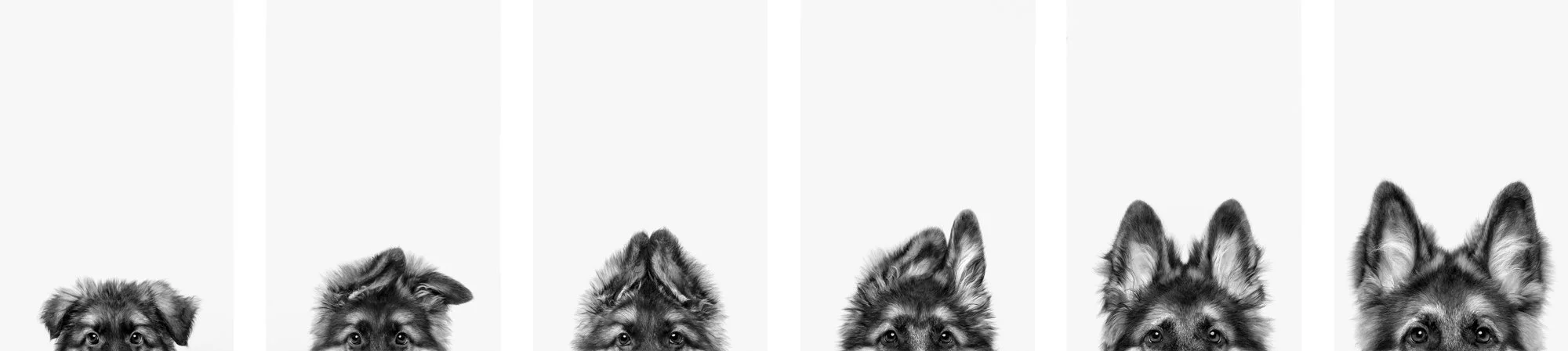 I'm All Ears.jpg