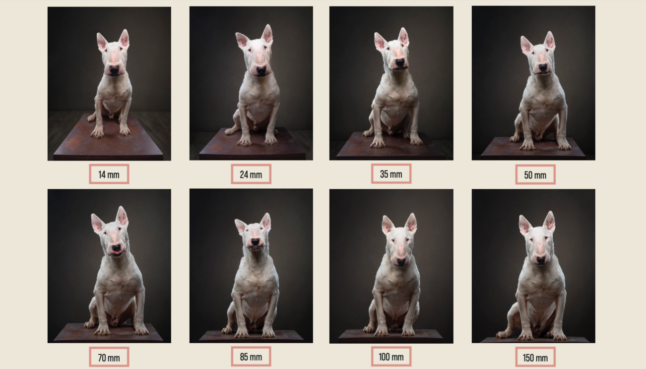 dog photographed with different lenses showing focal length comparison in studio pet photography