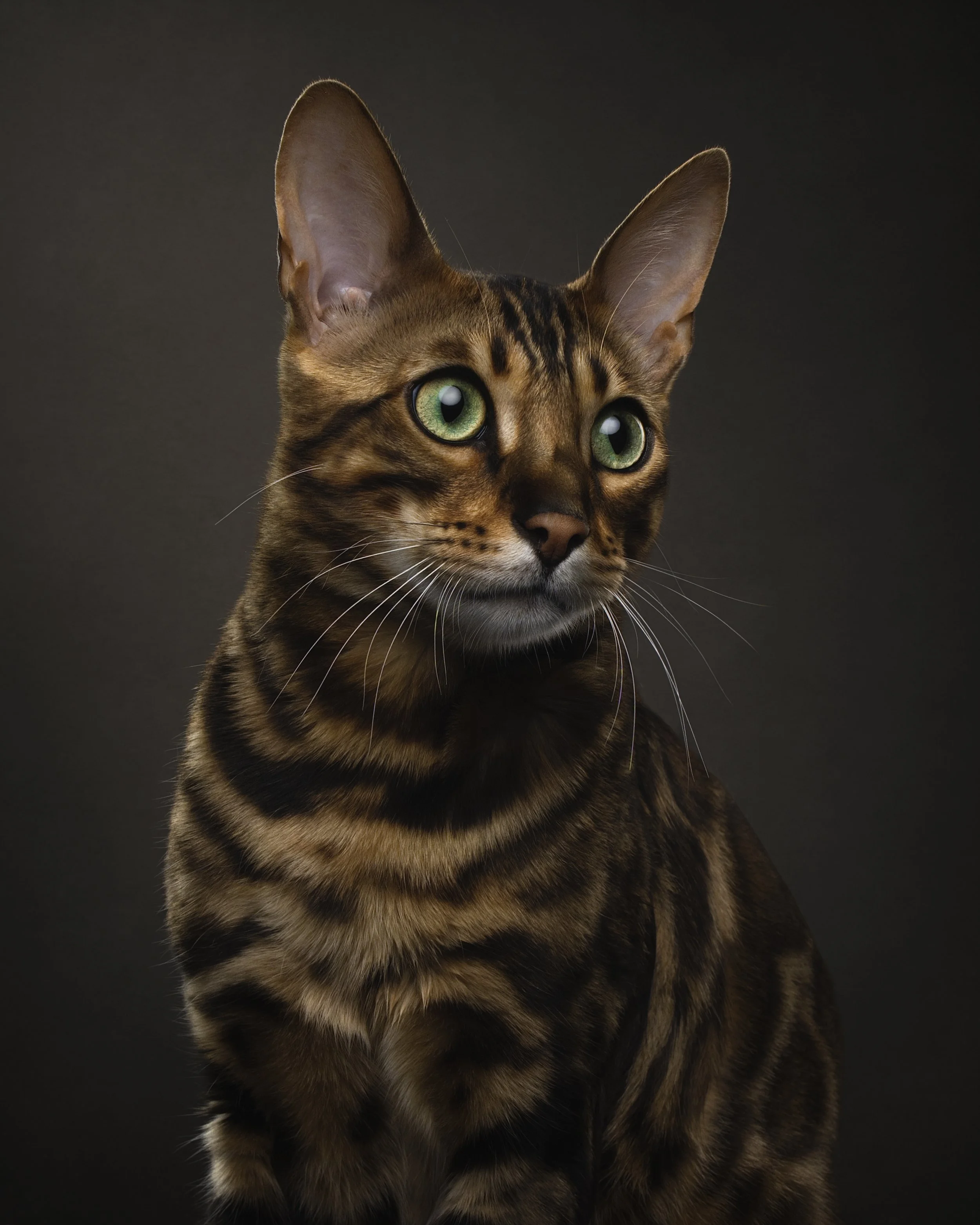 Crufts, a Workshop and The Photography Show… Oh My