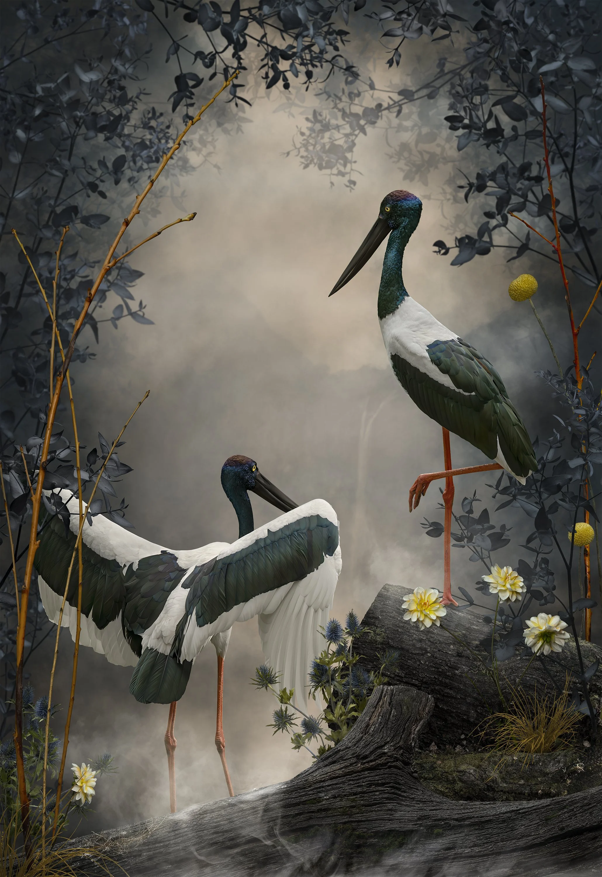 Stork 4.jpg