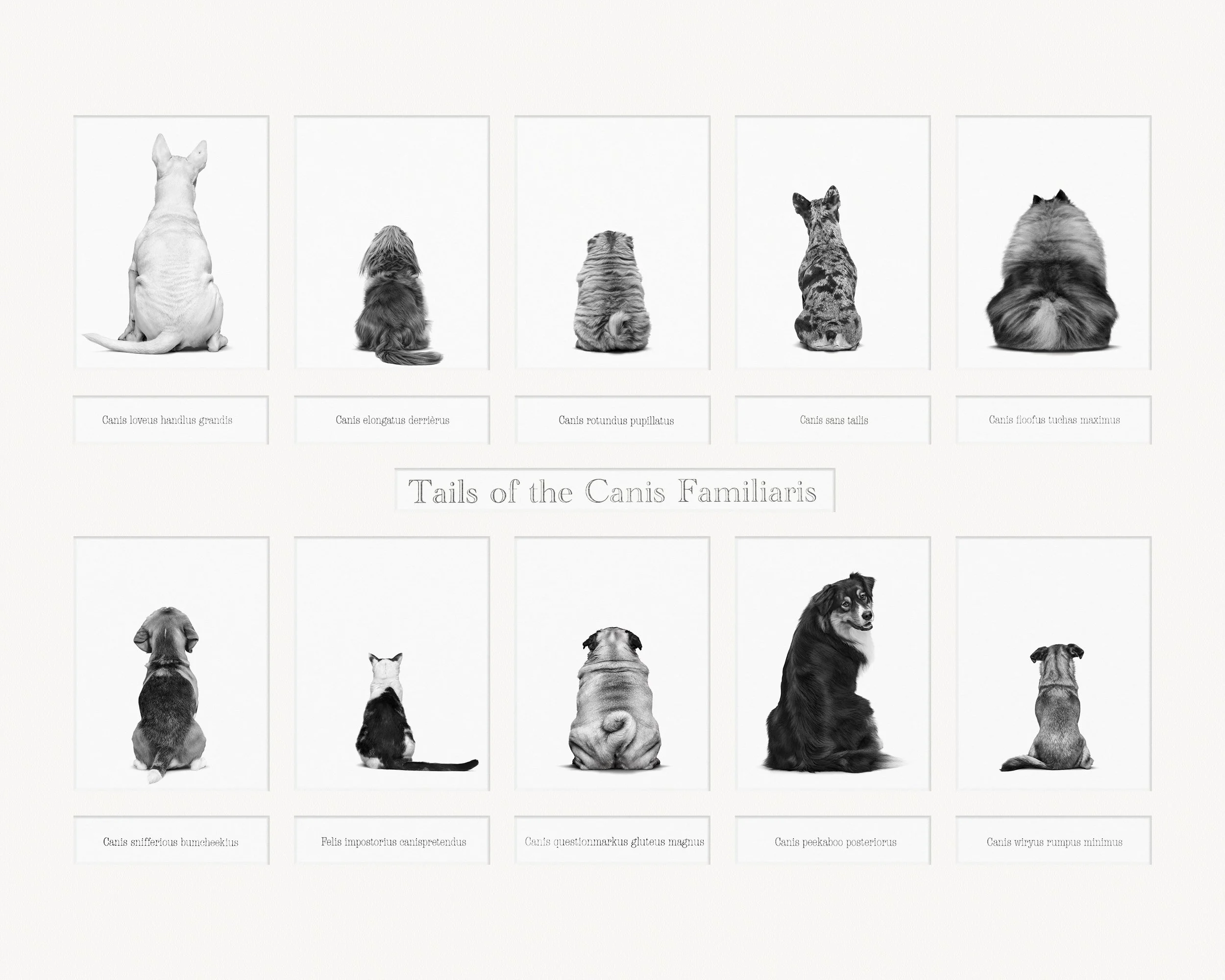 Tails of The Canis Familiaris