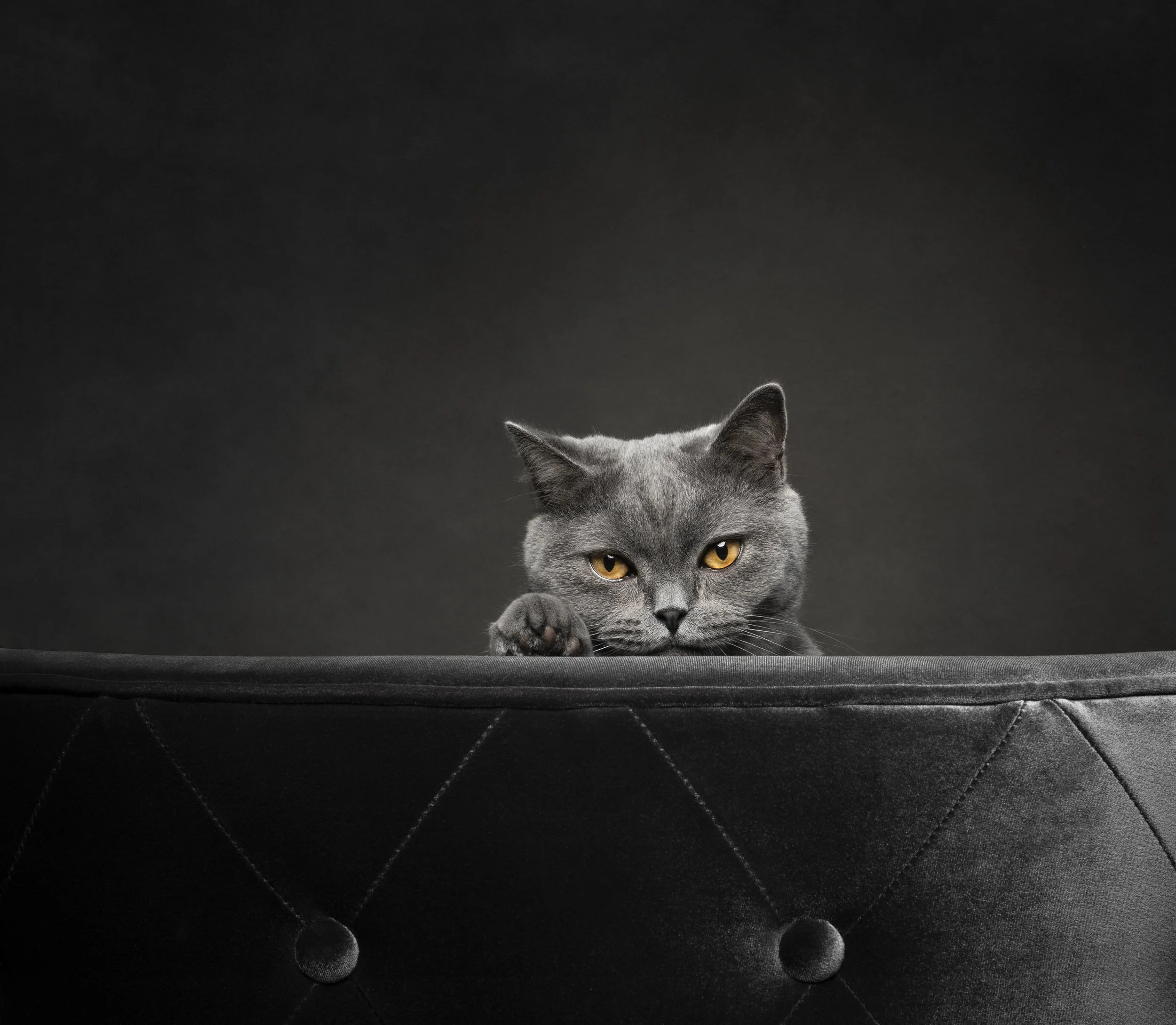 Cat sitting comfortably on an elevated platform during a studio photography session.