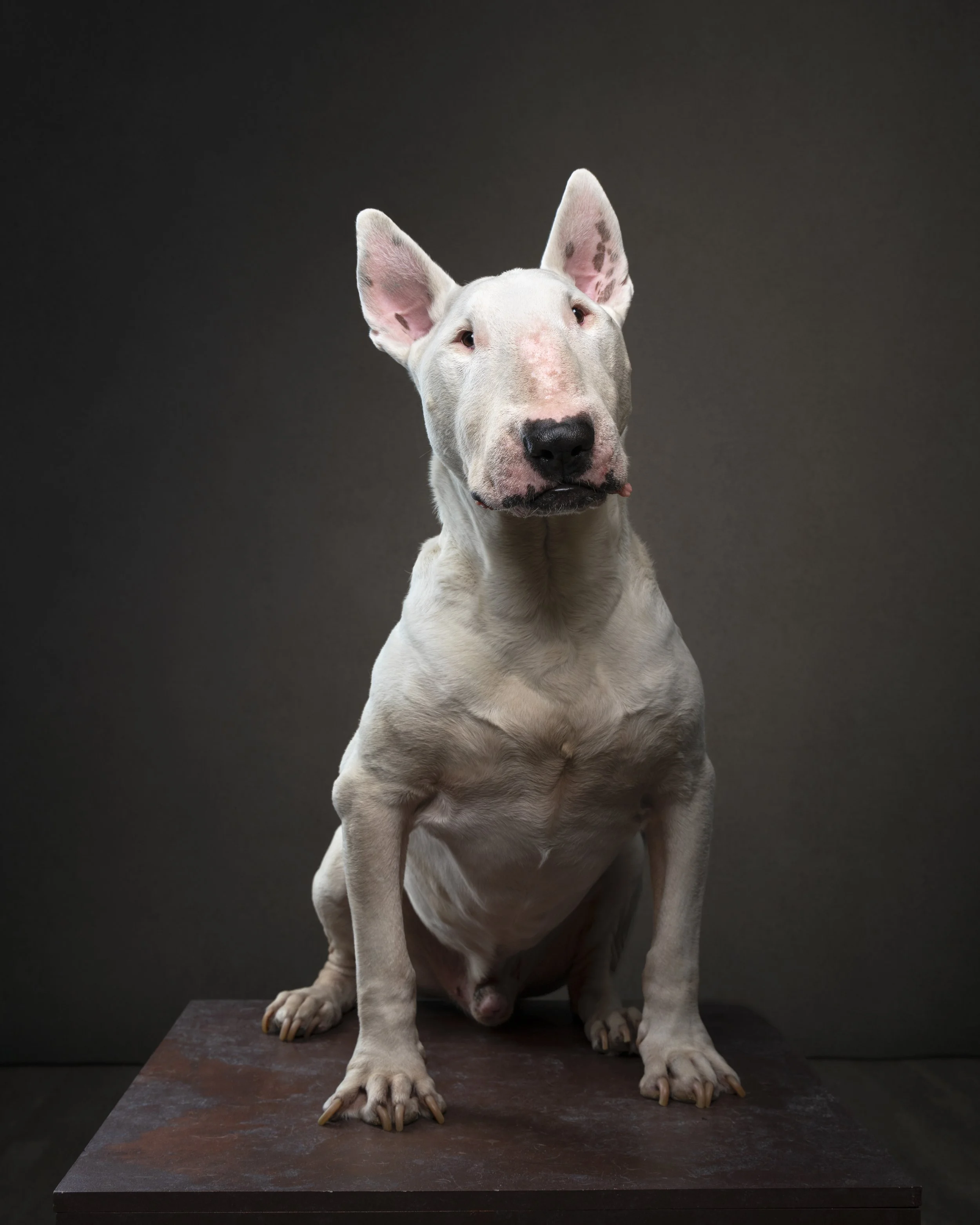 dog photographed with different lenses showing focal length comparison in studio pet photography