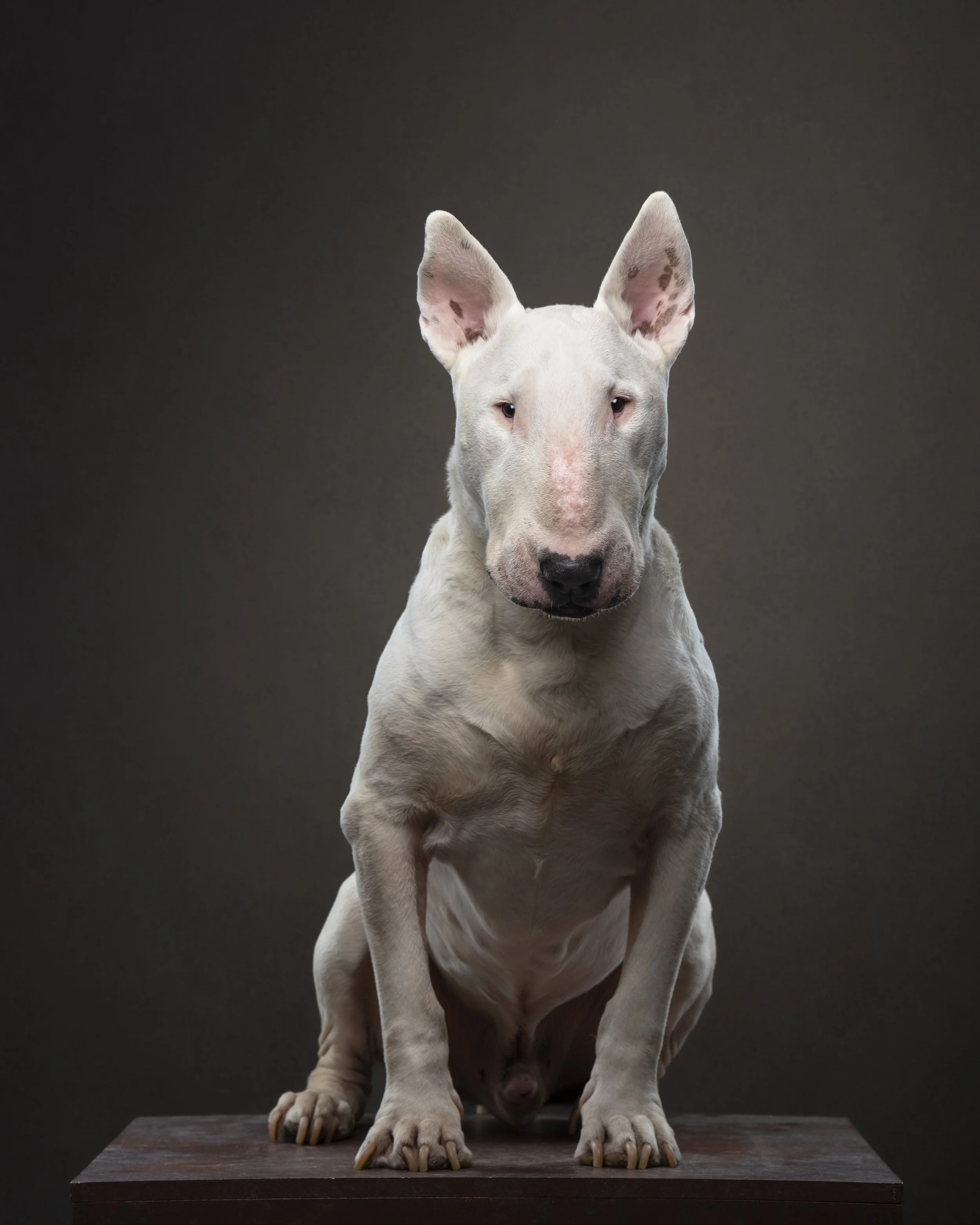 dog photographed with different lenses showing focal length comparison in studio pet photography