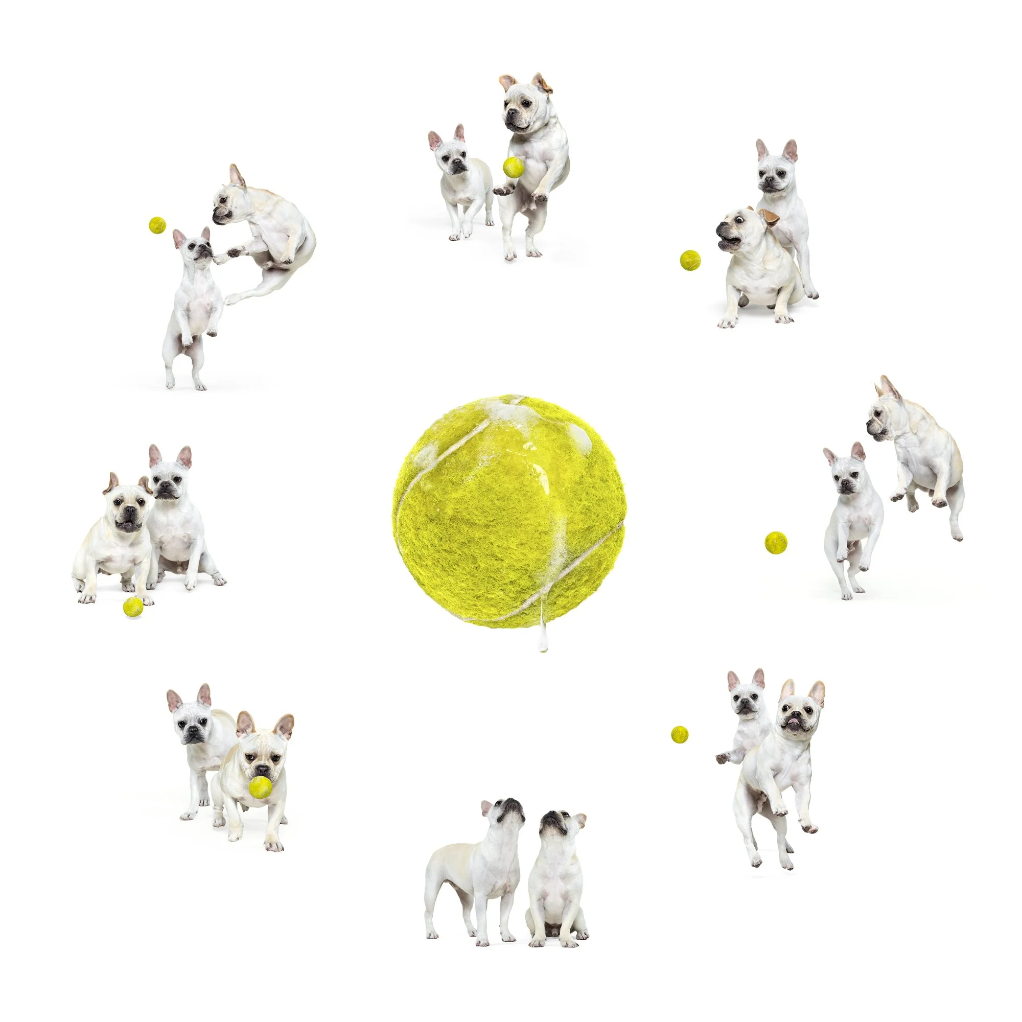 The Frenchie Open