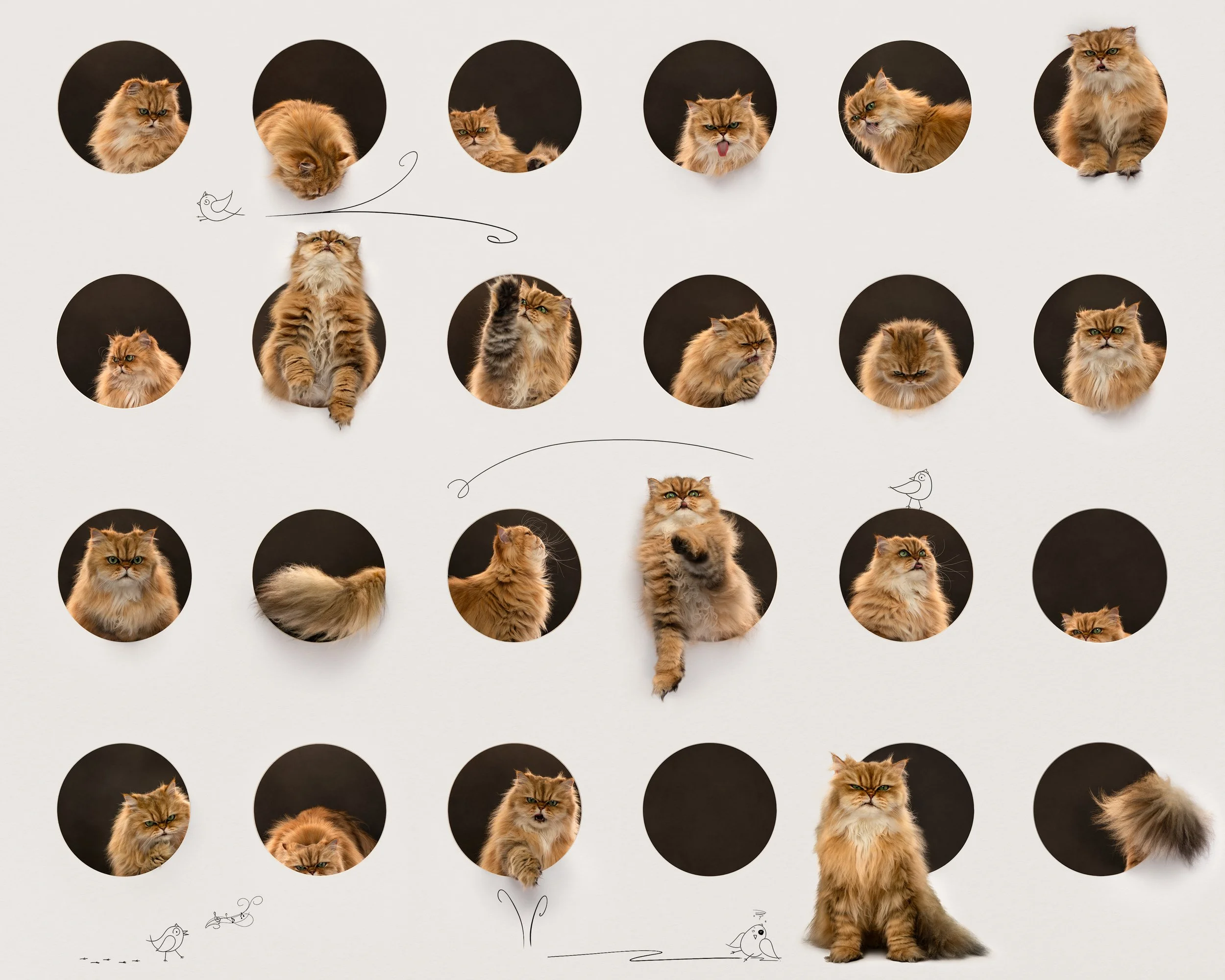 Cattitude 5.jpg