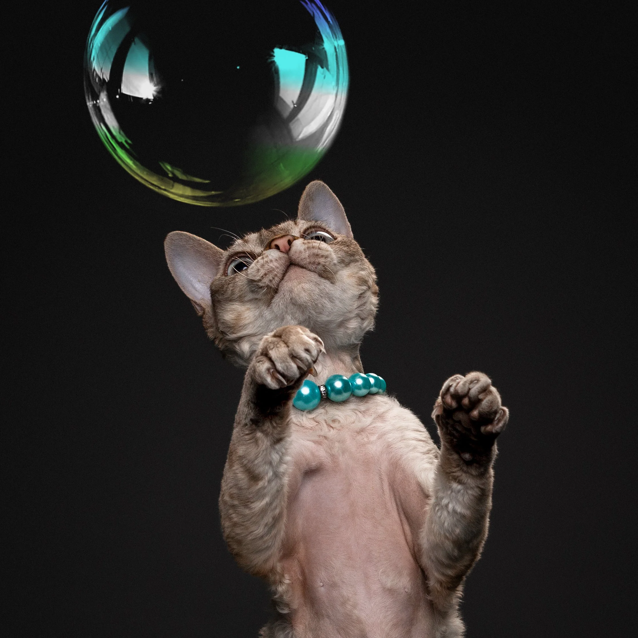 Playful kitten posing during a studio cat photography session.