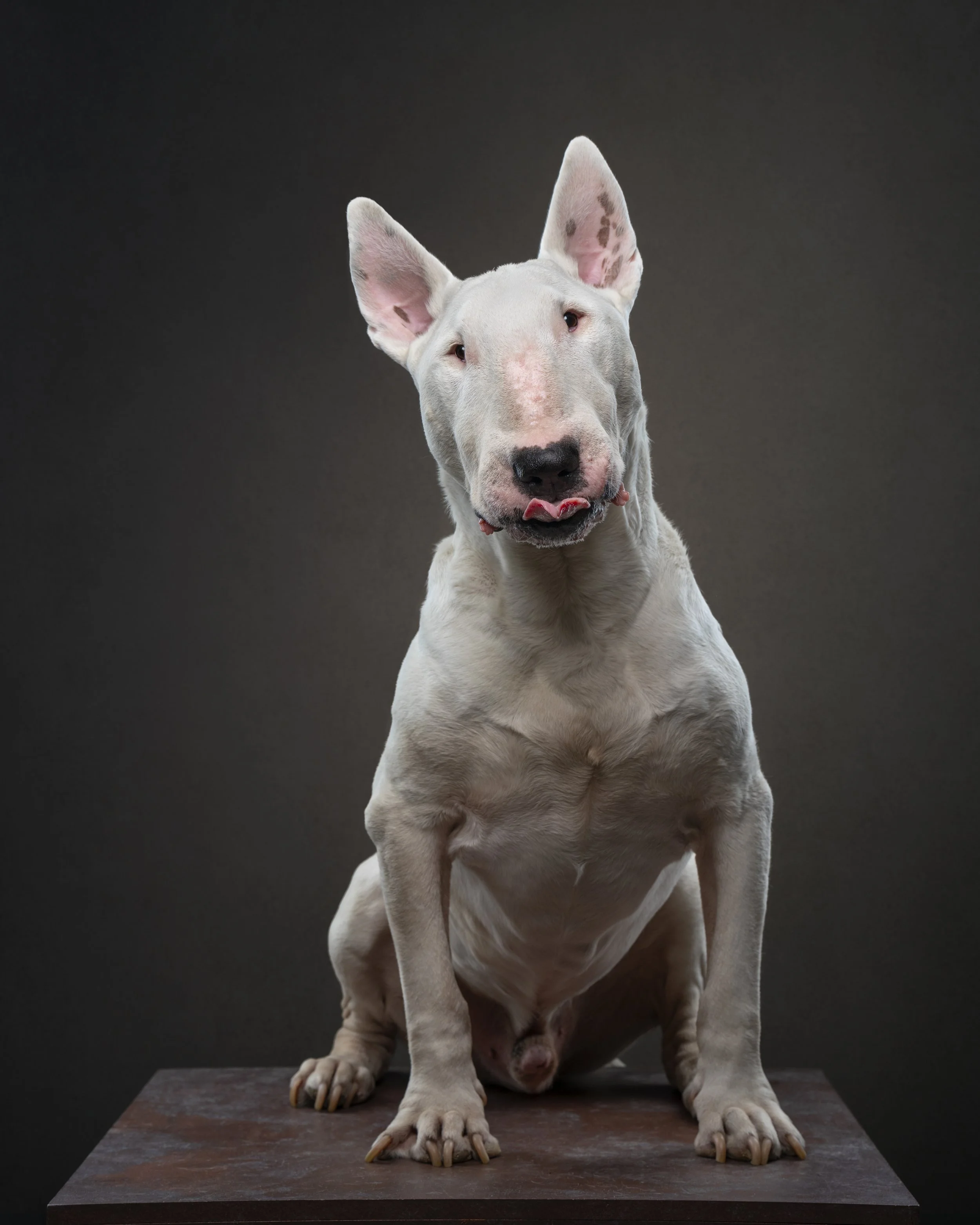dog photographed with different lenses showing focal length comparison in studio pet photography