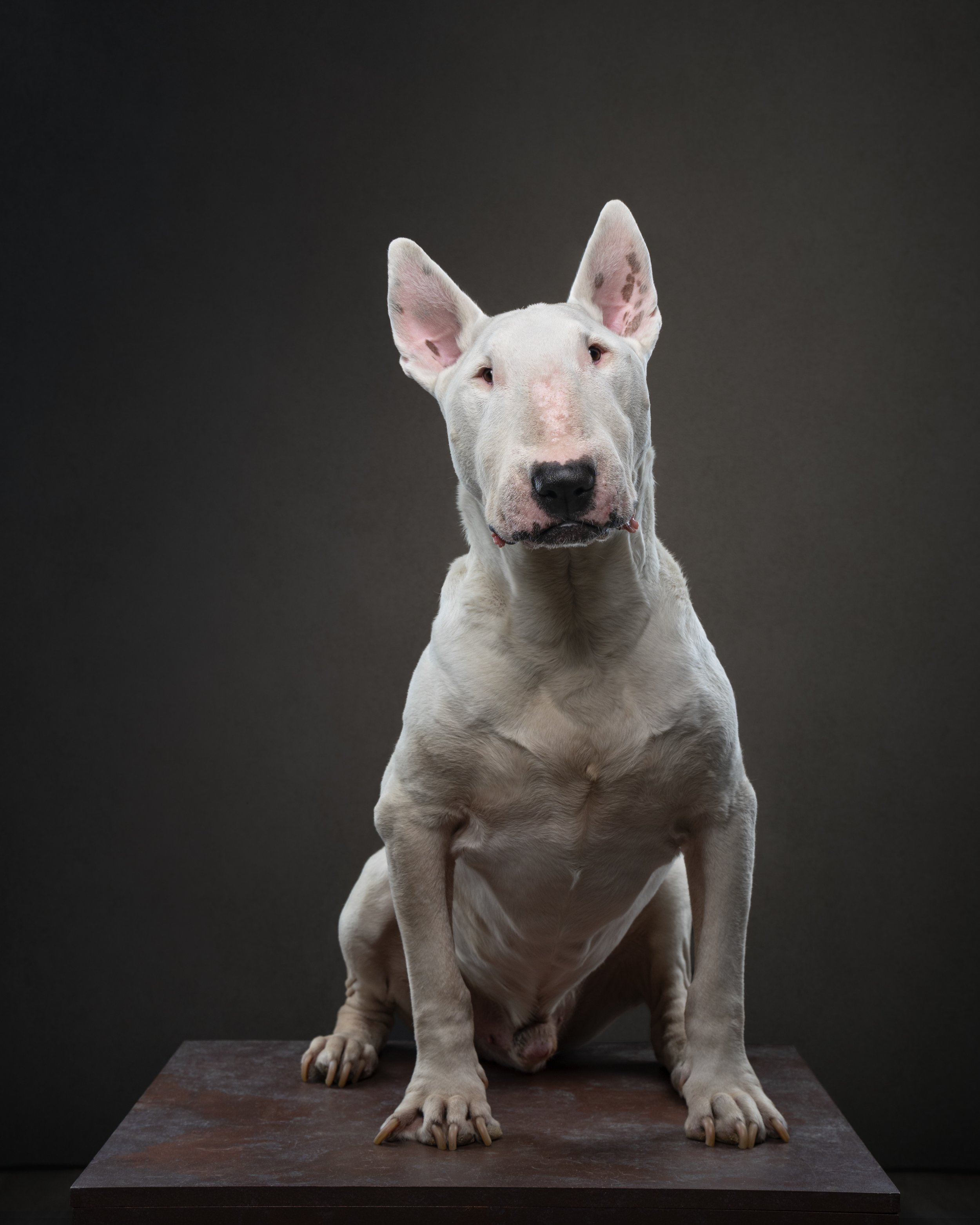 dog photographed with different lenses showing focal length comparison in studio pet photography