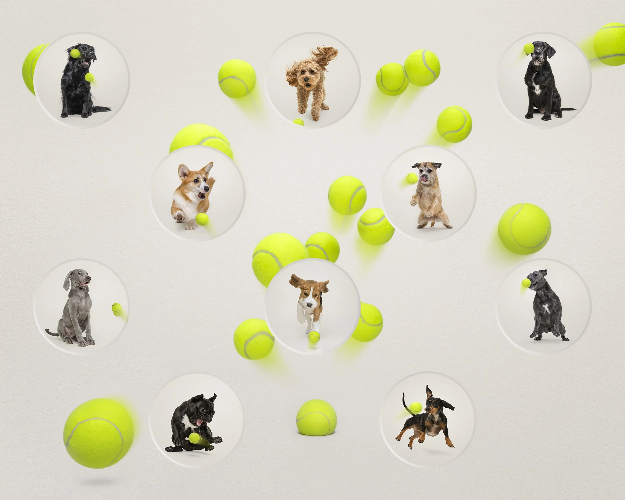 Dogs Just Wanna Have Fun 8.jpg