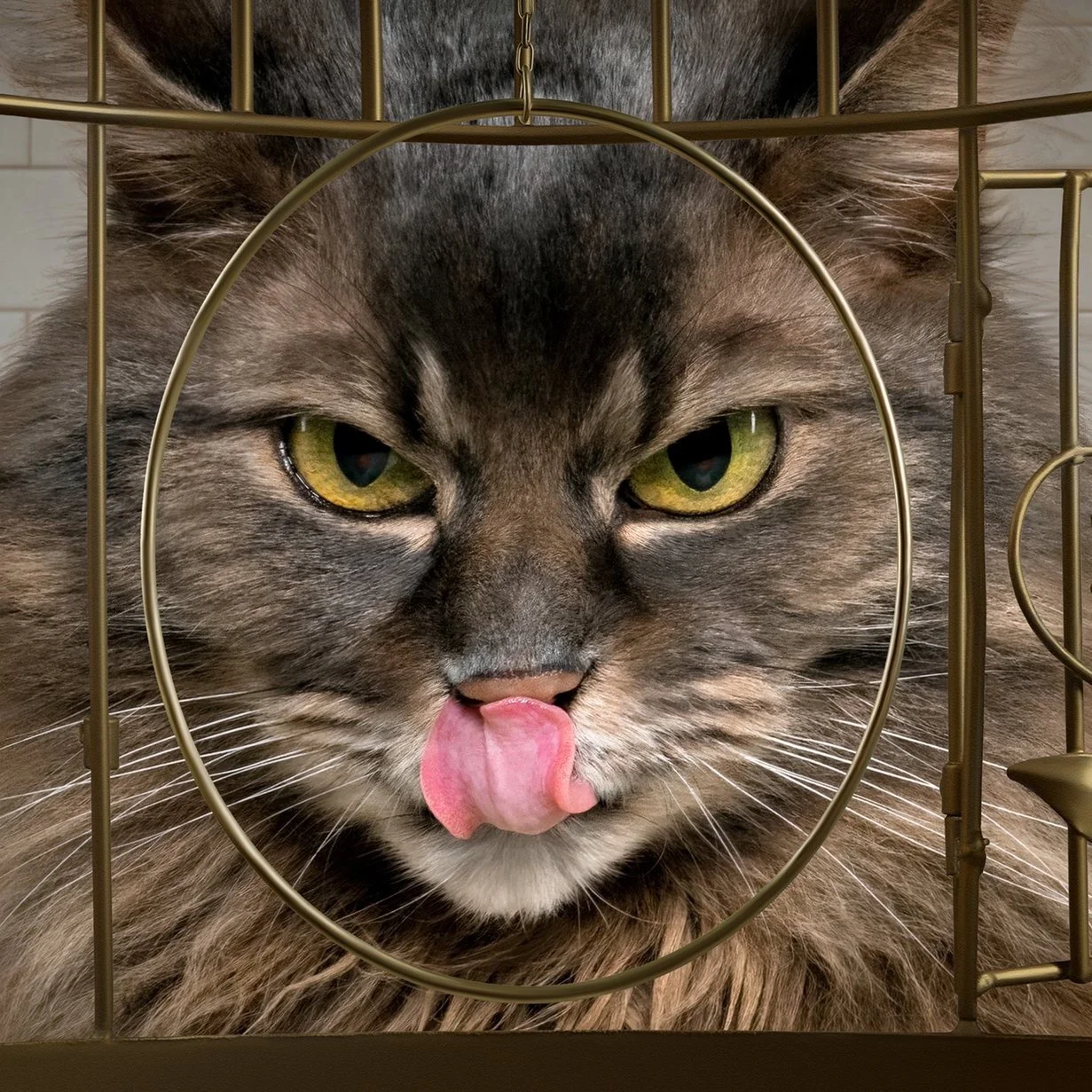 How to Photograph Cats in the Studio (Without Losing Your Mind or Your Fingers)