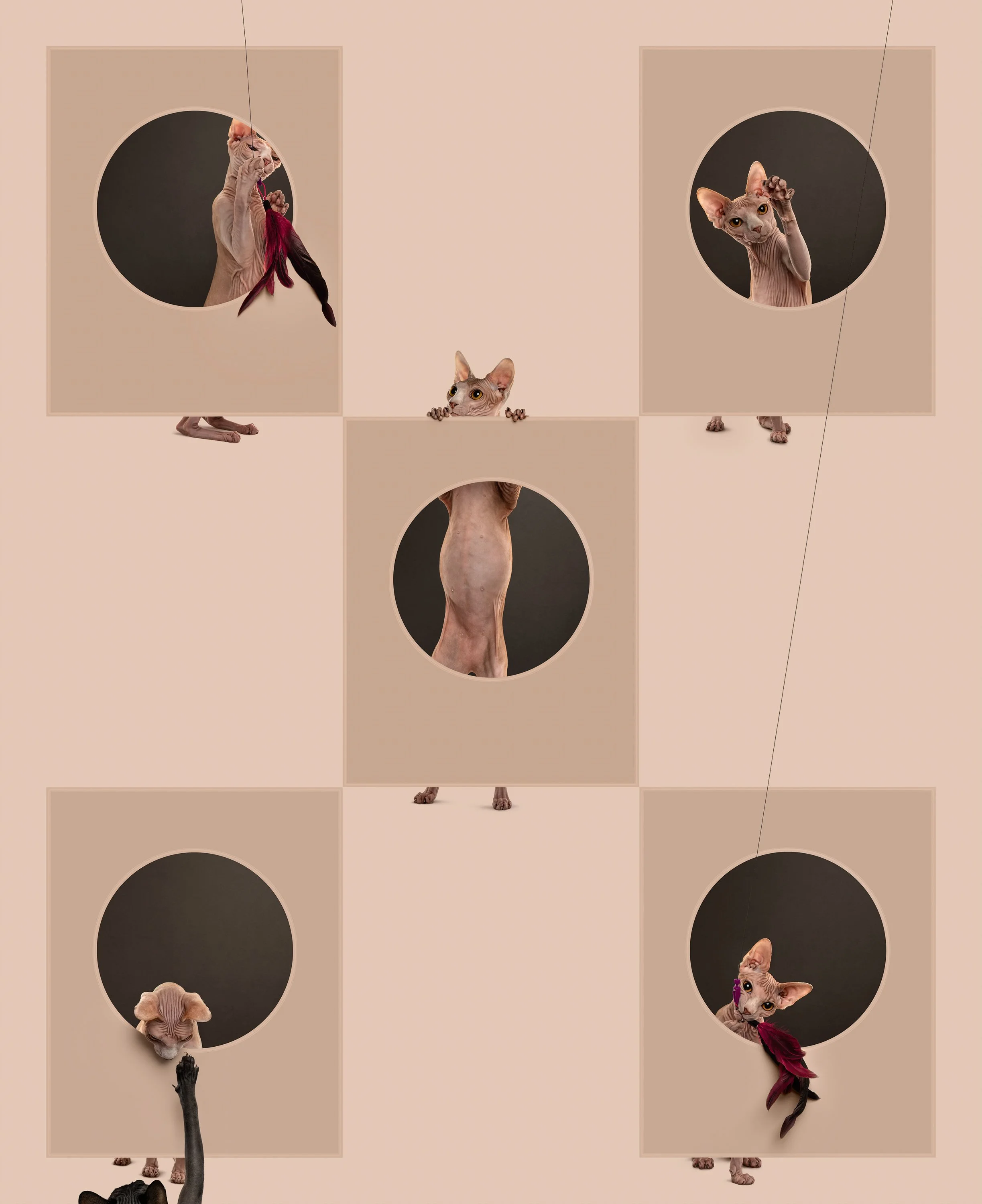 Lucipurr Does Cat Things.jpg
