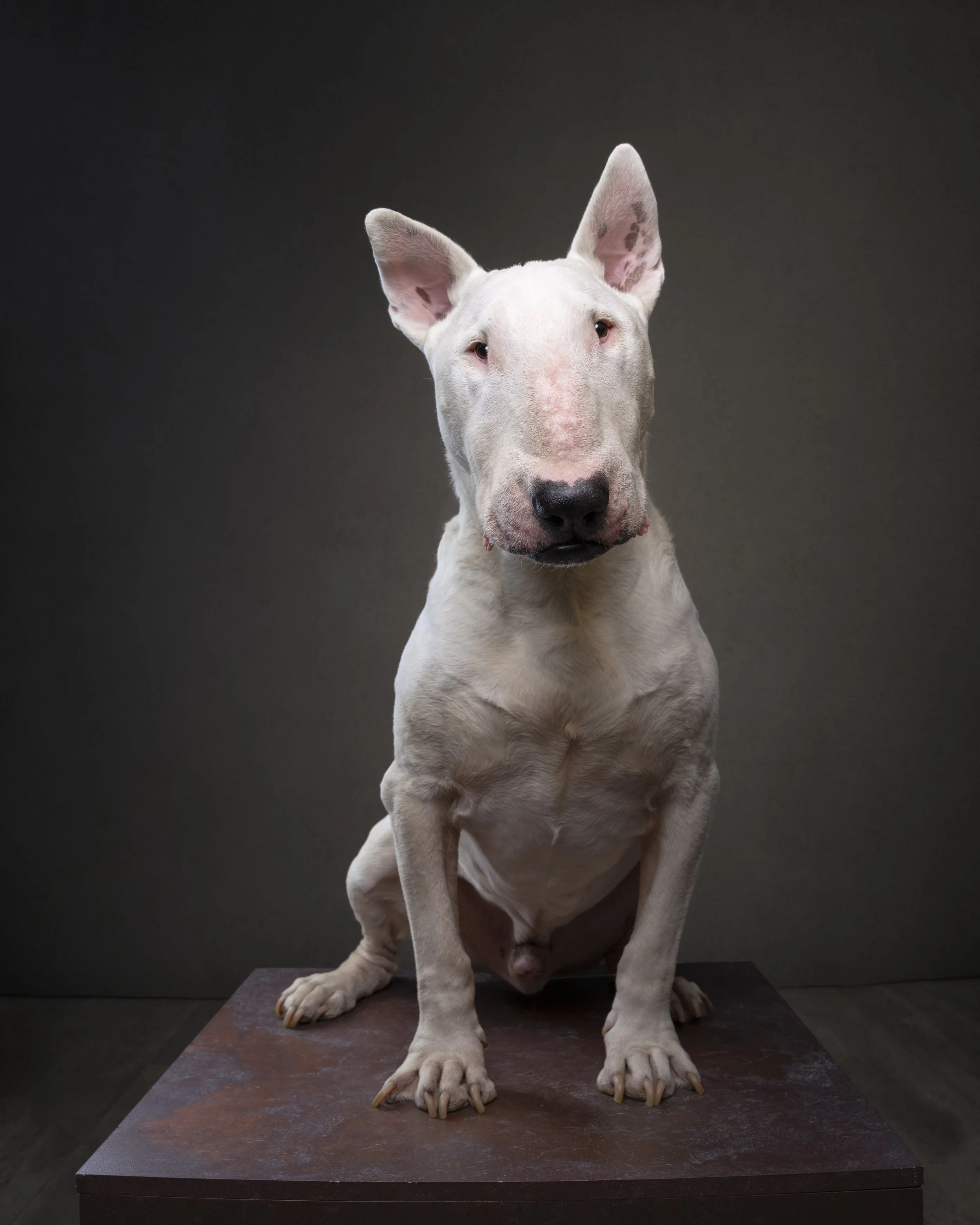 dog photographed with different lenses showing focal length comparison in studio pet photography