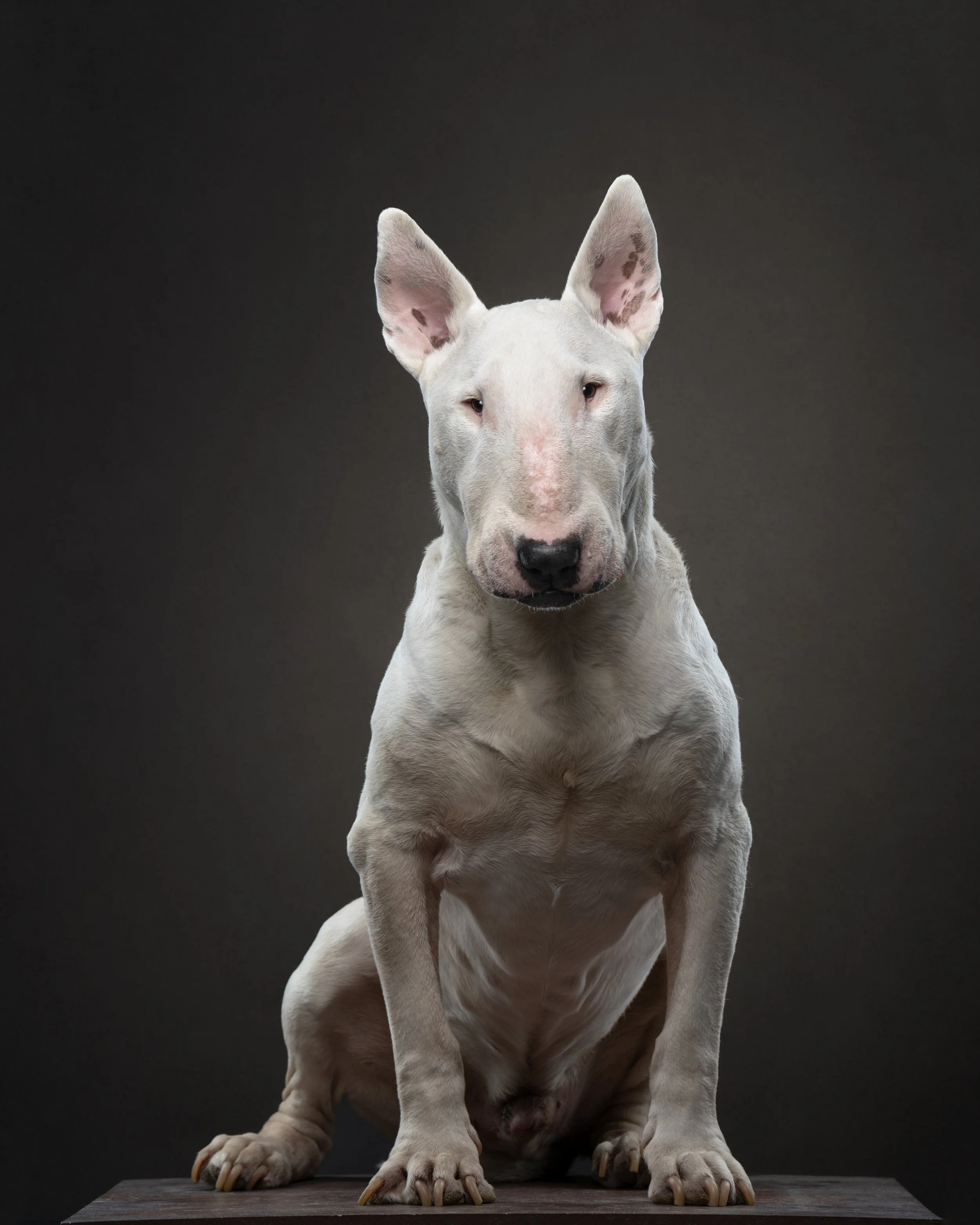 dog photographed with different lenses showing focal length comparison in studio pet photography