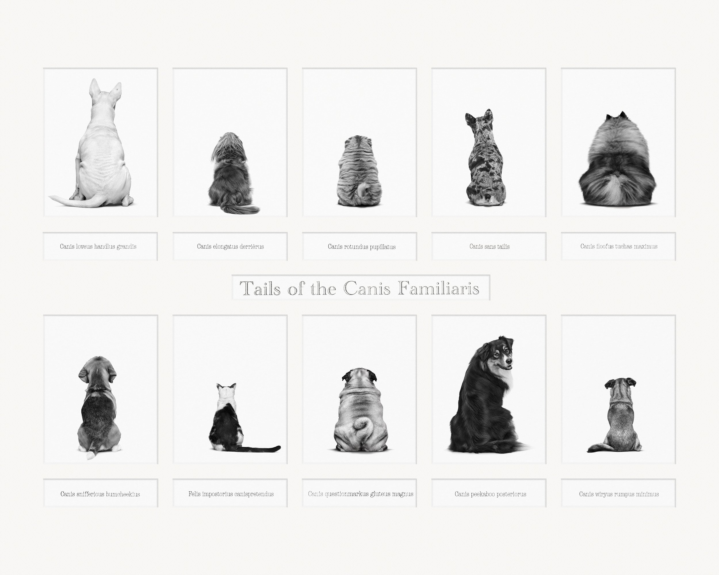 Tails of The Canis Familiaris.jpg