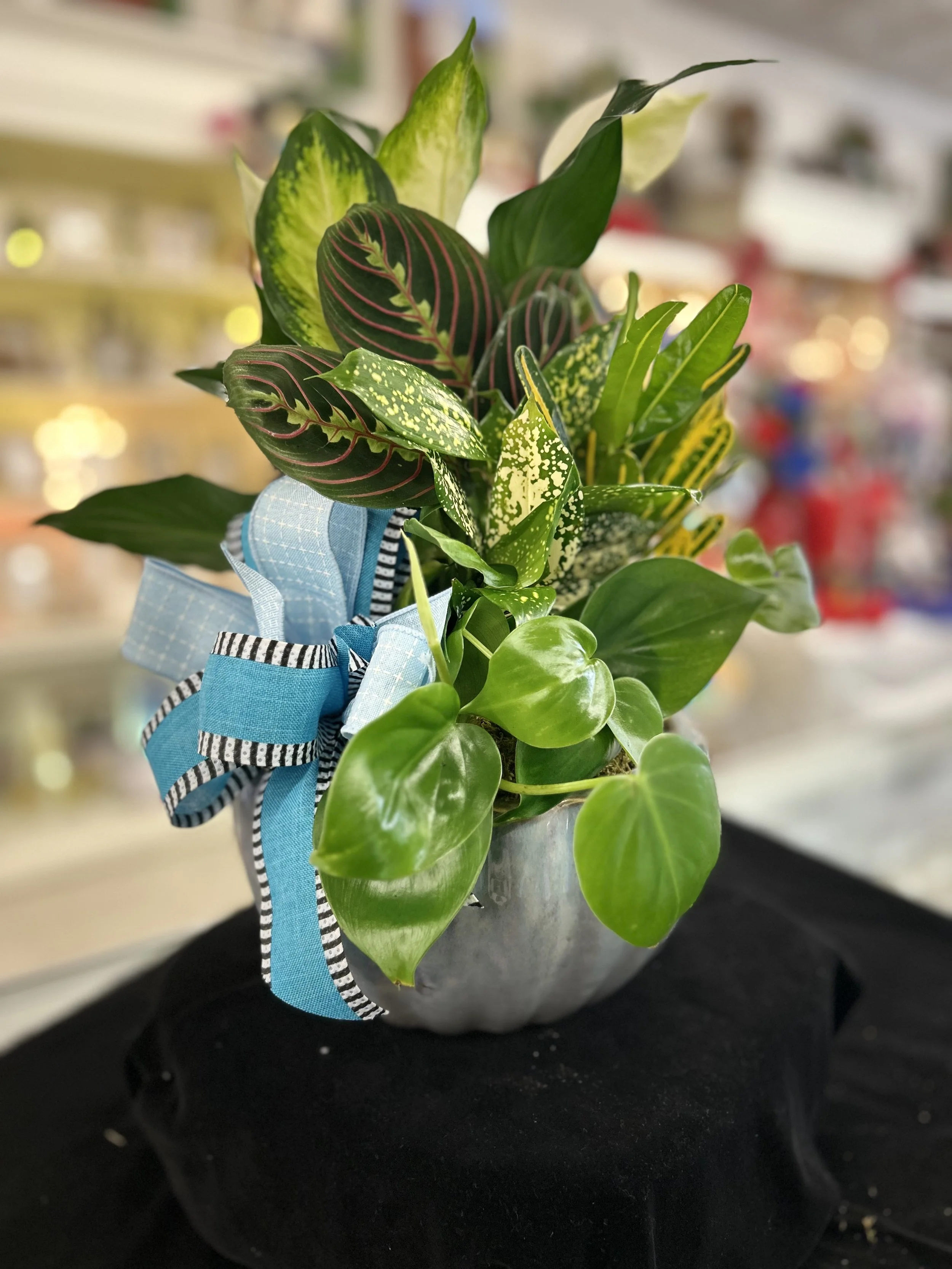 Dish Garden (Medium)