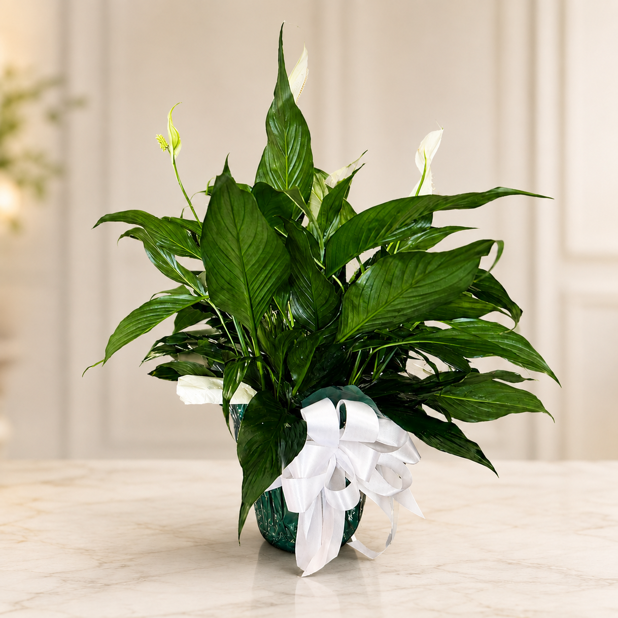 Peace Lily ( Medium )