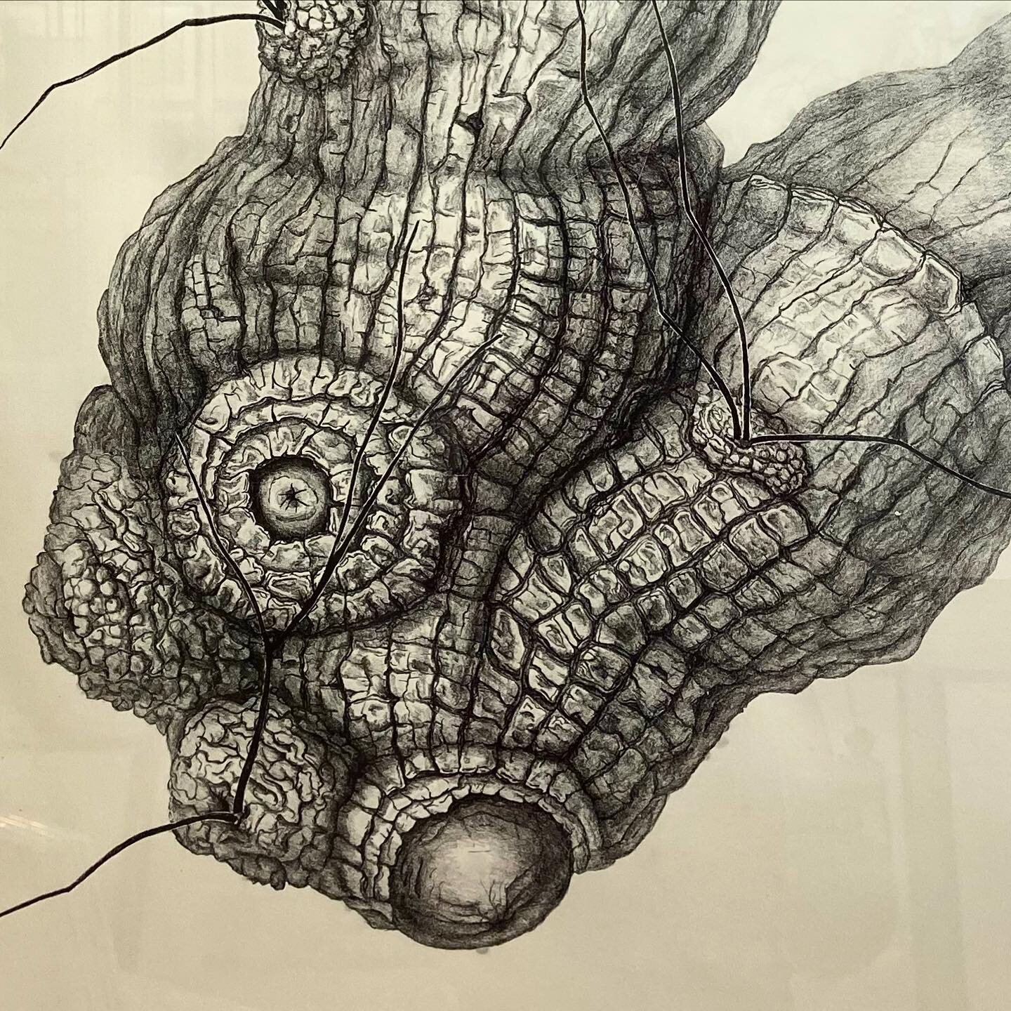 Yesterday&rsquo;s visit to the lovely Winter Exhibition @cascadeartmaldon was a perfect rainy day activity! Here are a few diverse highlights: the intricate detail in Bev Lewis&rsquo; drawings of strange natural forms, the unsettling familiarity in J