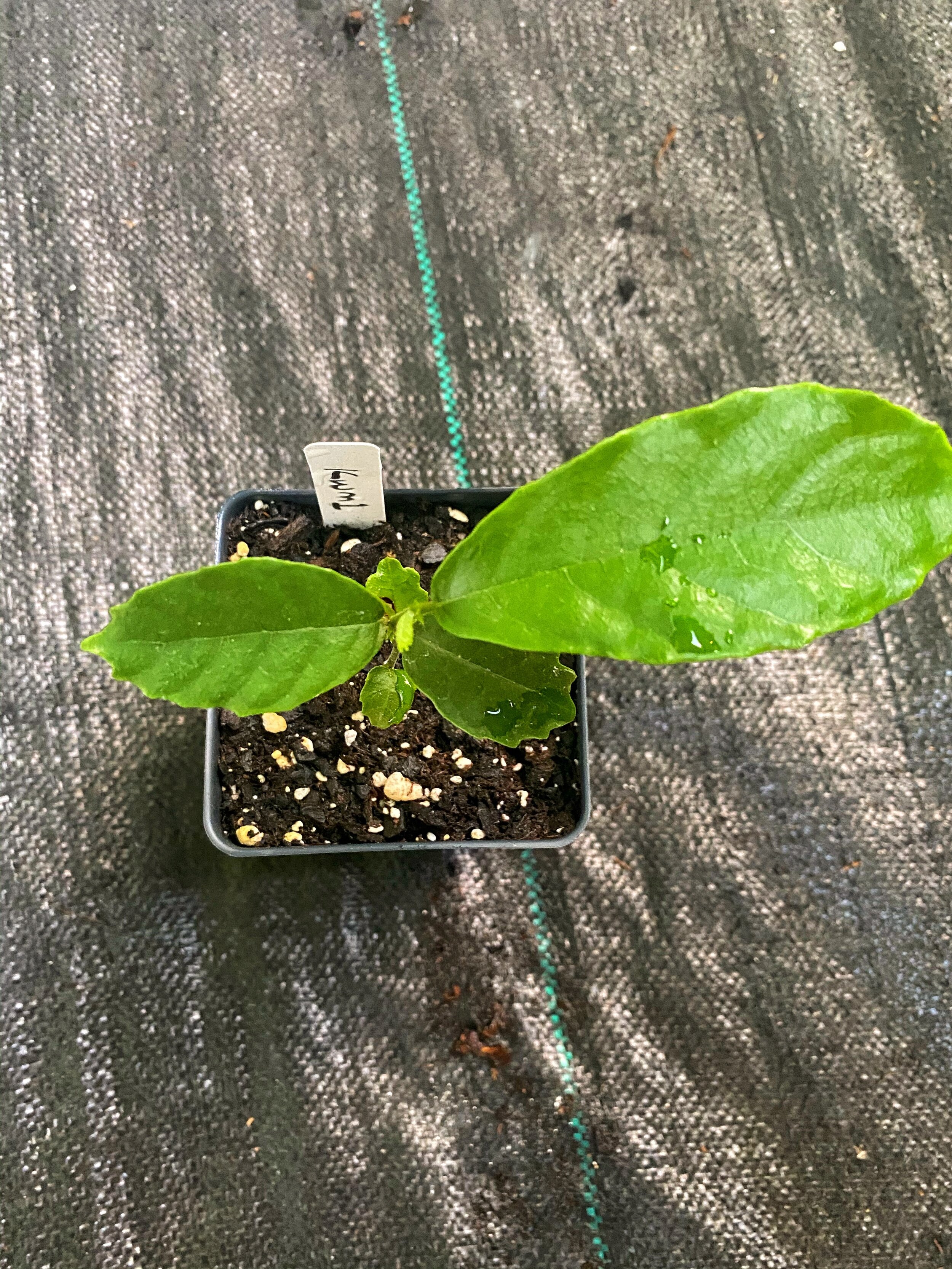 Kwai Muk (artocarpus hypargyraeus)