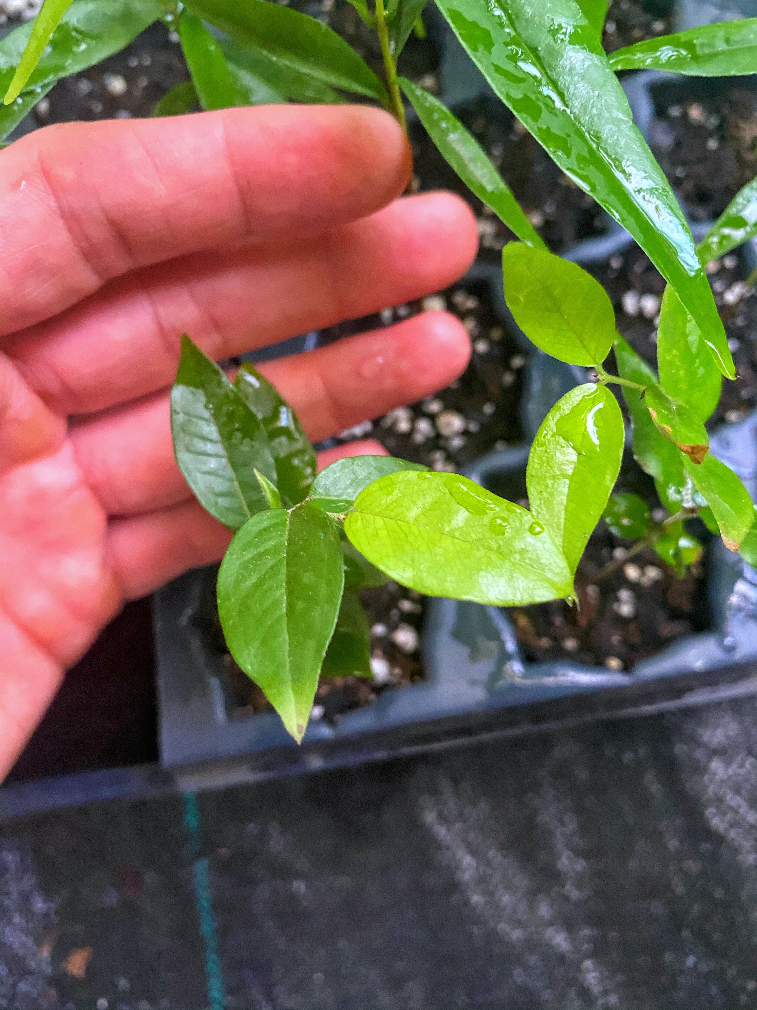 Jaboticaba 'Otto Anderson Branca Vinho' (plinia phitrantha)