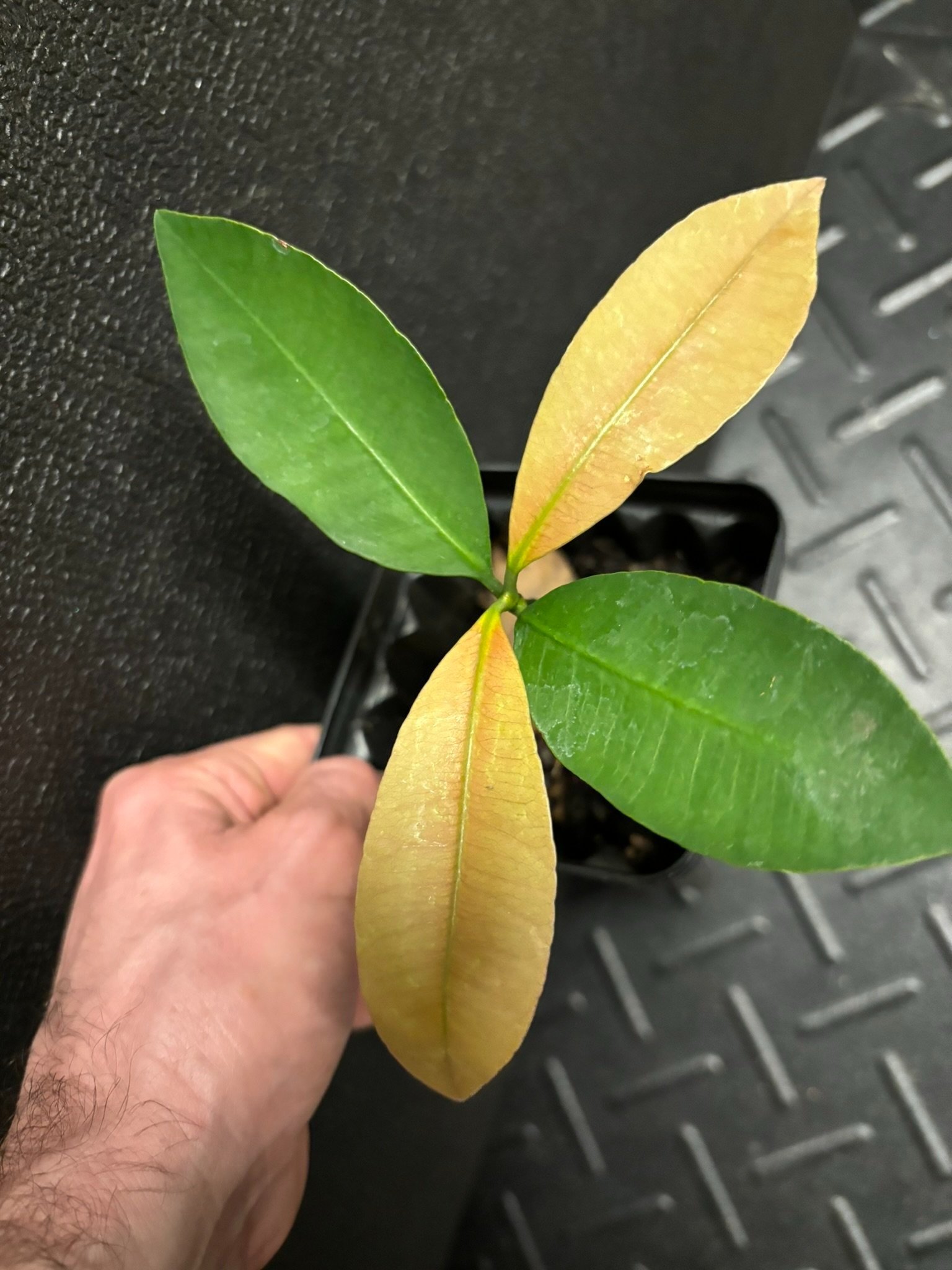 Luc%27s+Garcinia+1.jpg