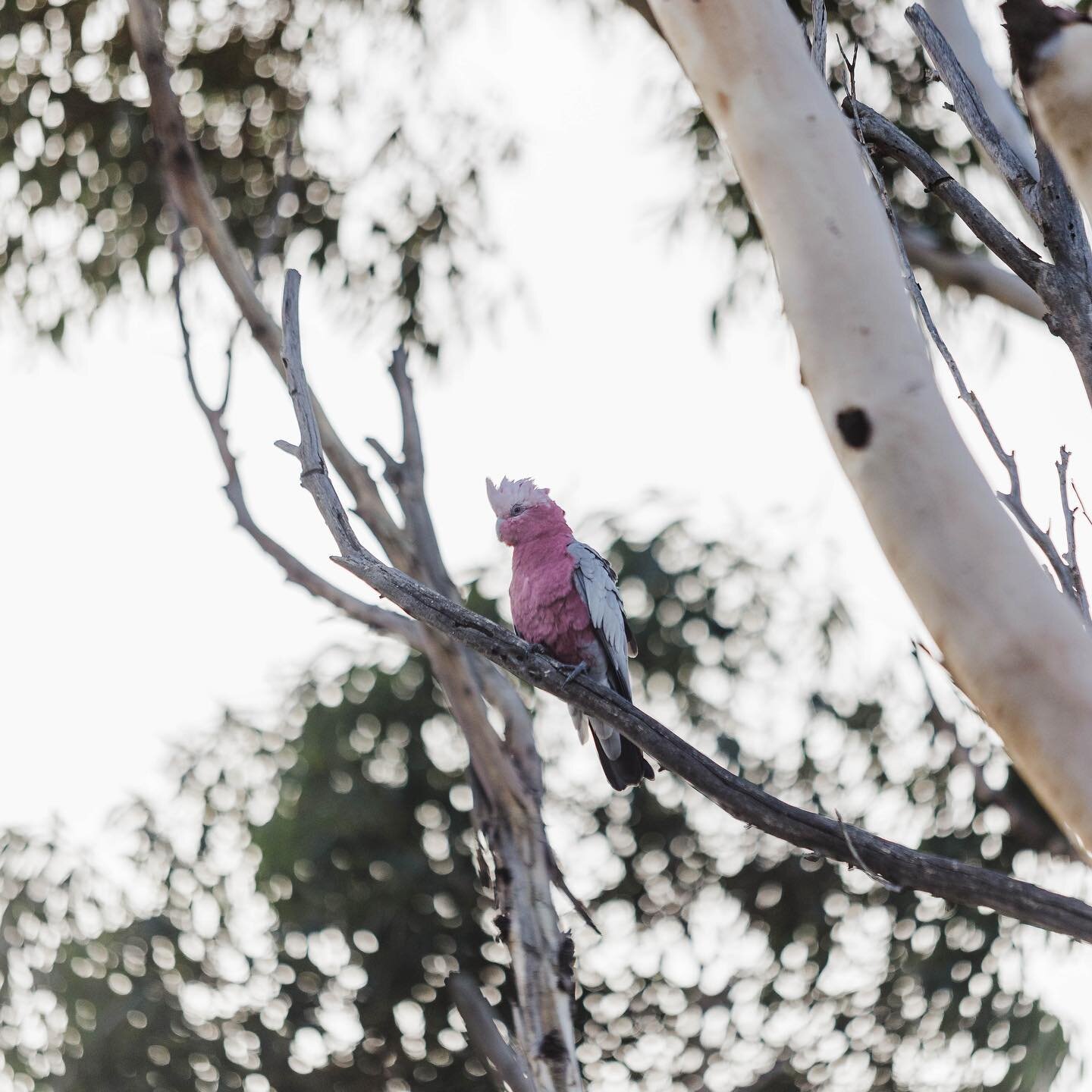 Every time I visit my mums there are a pair of Galahs that come to this tree every afternoon. This particular day only 1 showed up long enough for me to snap some photos of him before being on his way again..