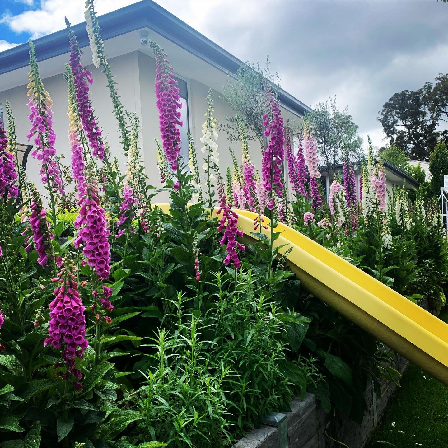 It&rsquo;s a bit of a #foxglove explosion in my garden right now! 

There&rsquo;s so much of nature&rsquo;s goodness that inspires, and this current view of mine is no exception, I figured it&rsquo;d be rude not to share!
Happy Friday!!