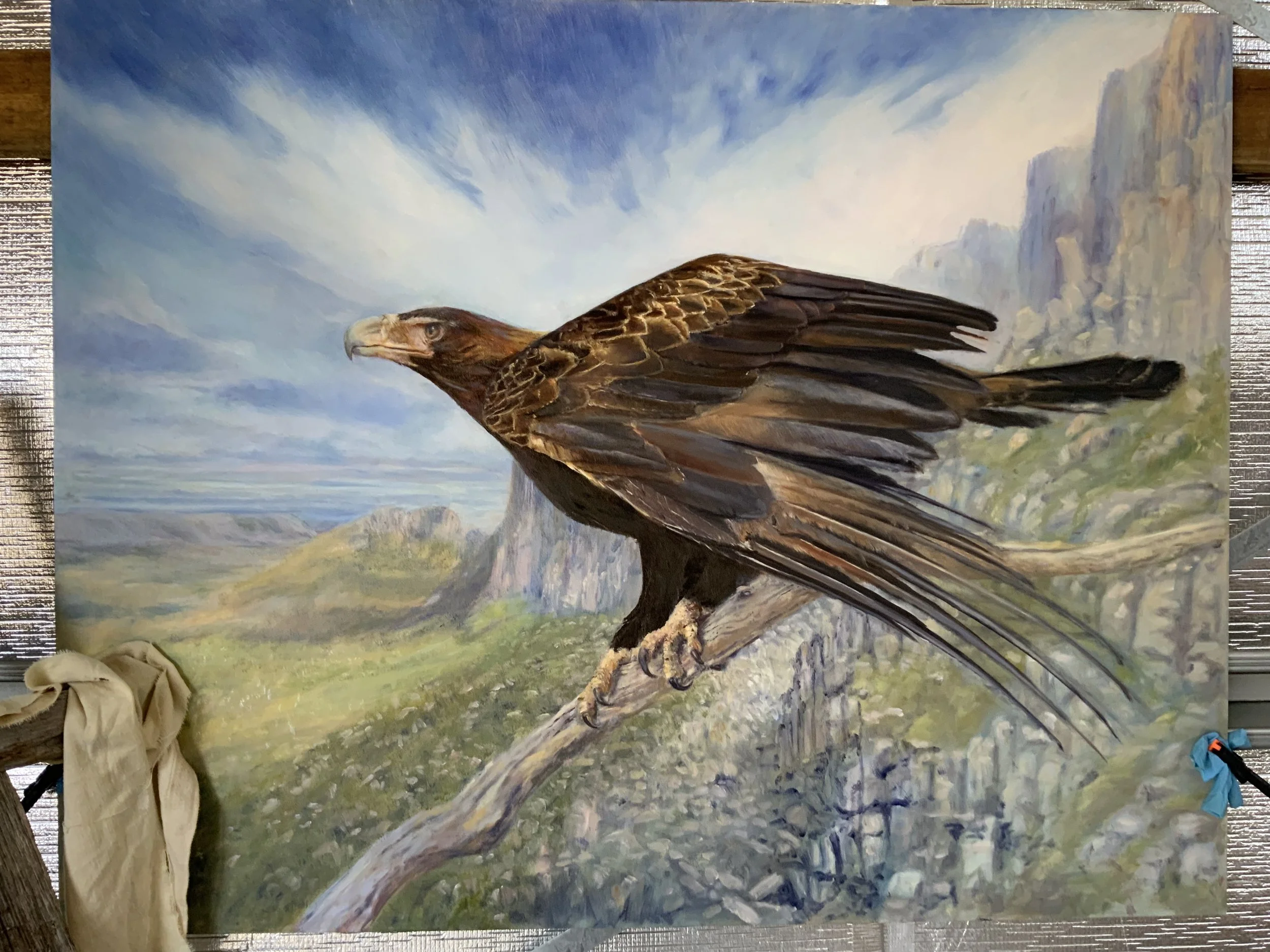 Launch stations. A wedge-tailed Eagle at Big gun Pass. Ducane Range. Oil on board. Progression.