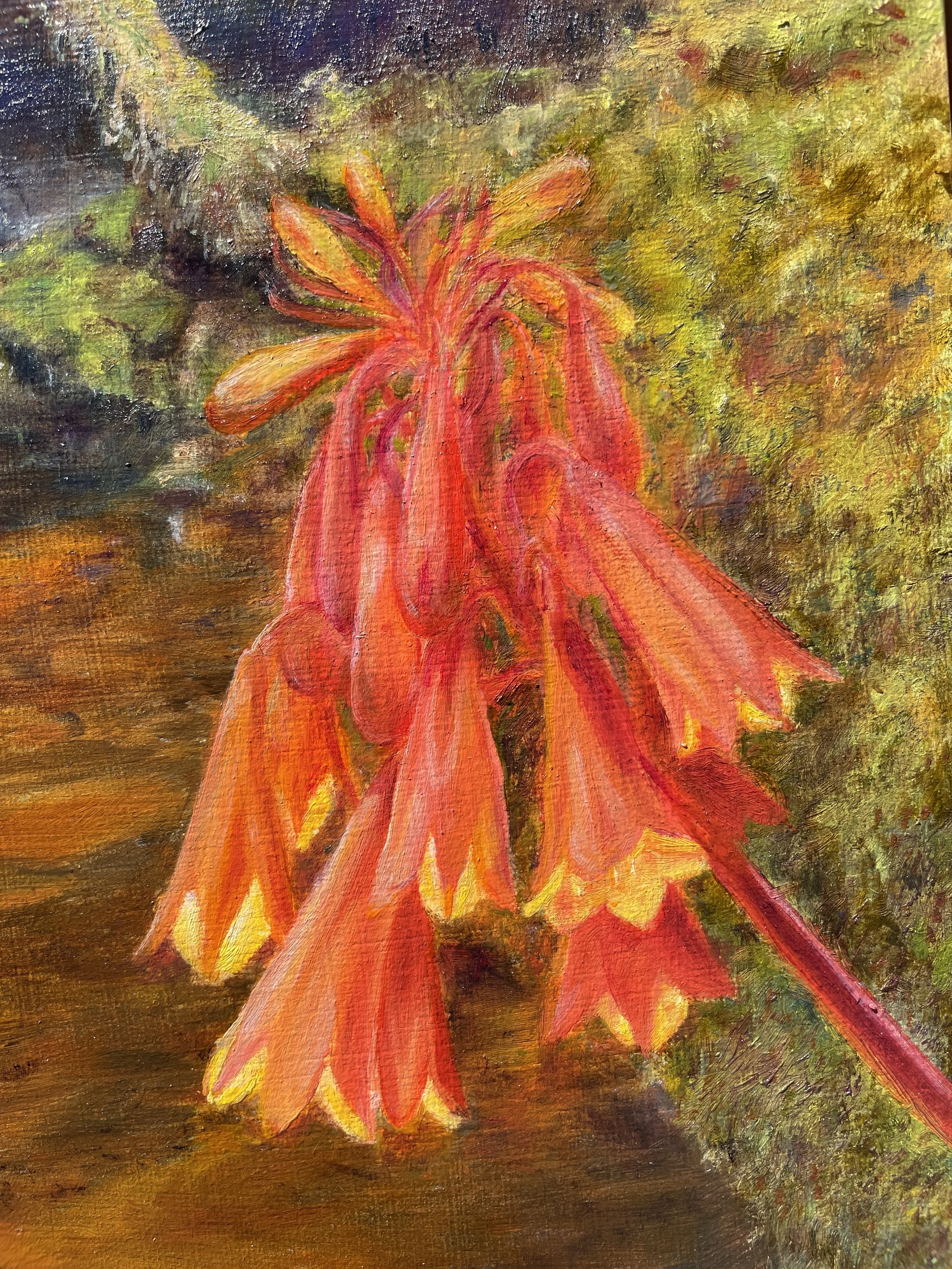 Barron pass waterfall with Christmas bells -Blandfordia Detail