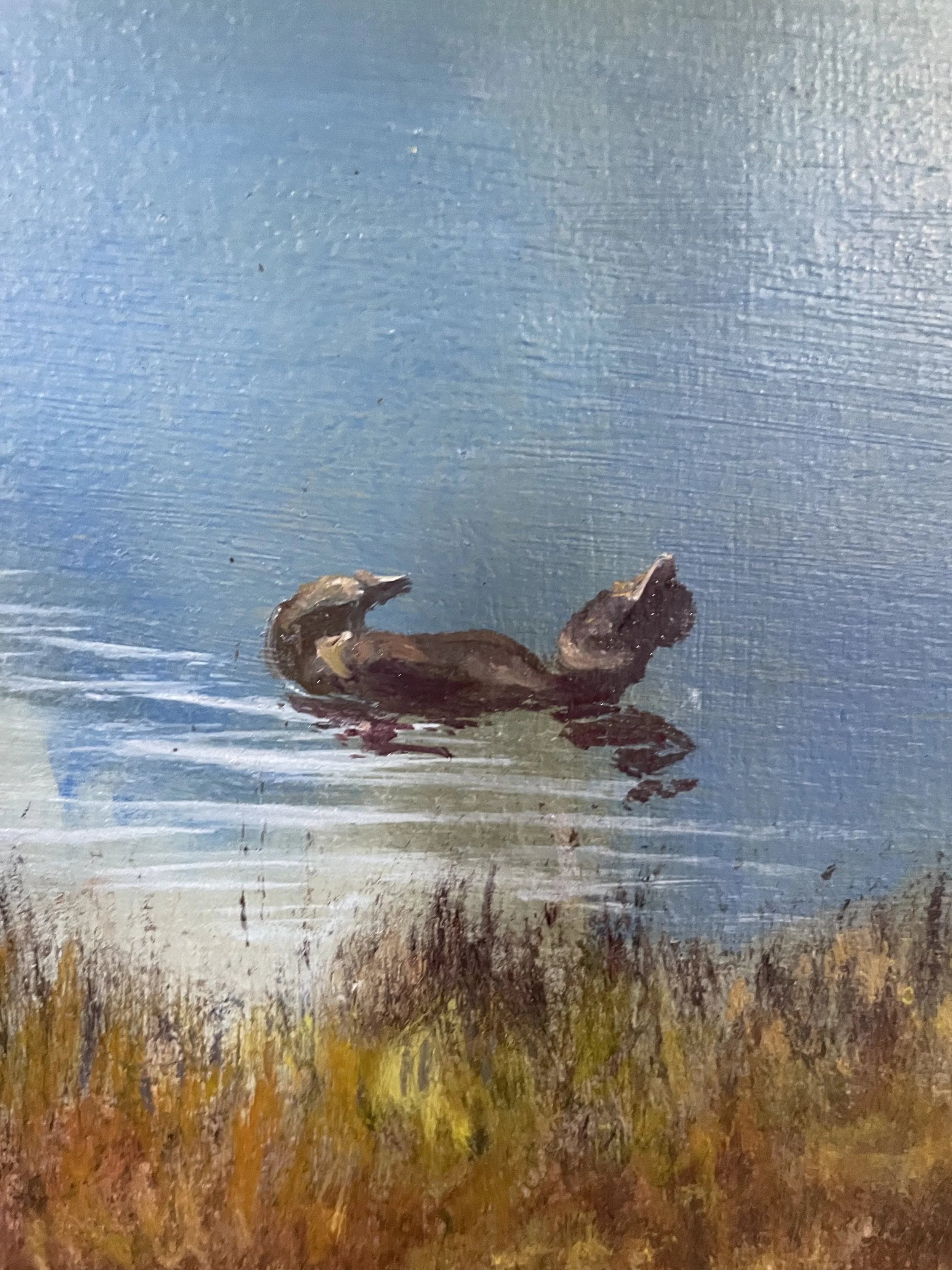 Mt Pelion west and Mt Oakleigh from Lake Ayr. Musk duck detail