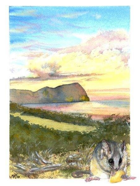 pygmy-possum_hellfire-bluff_tasmania.jpg