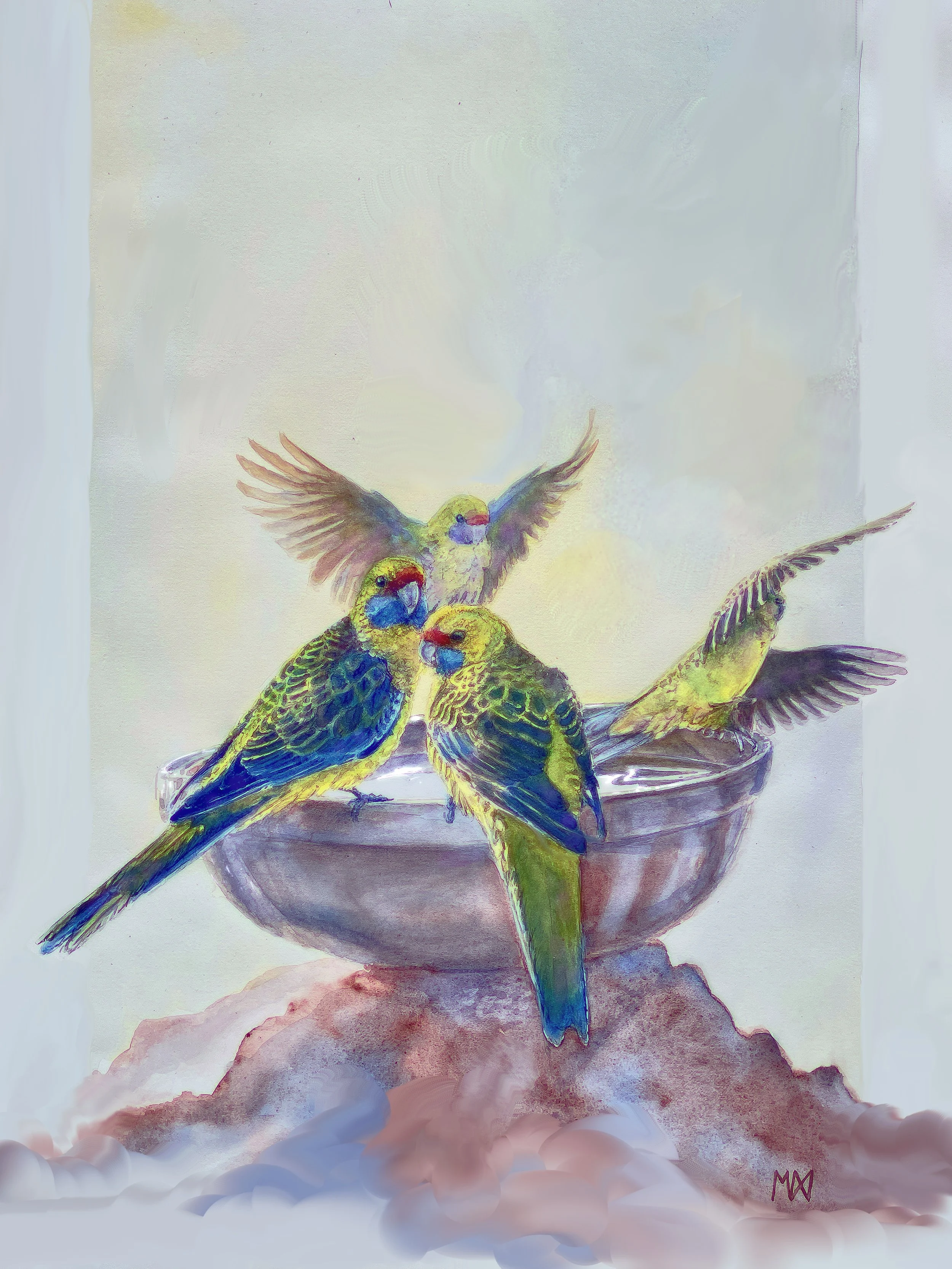 Rosellas 14 oct 25.jpg