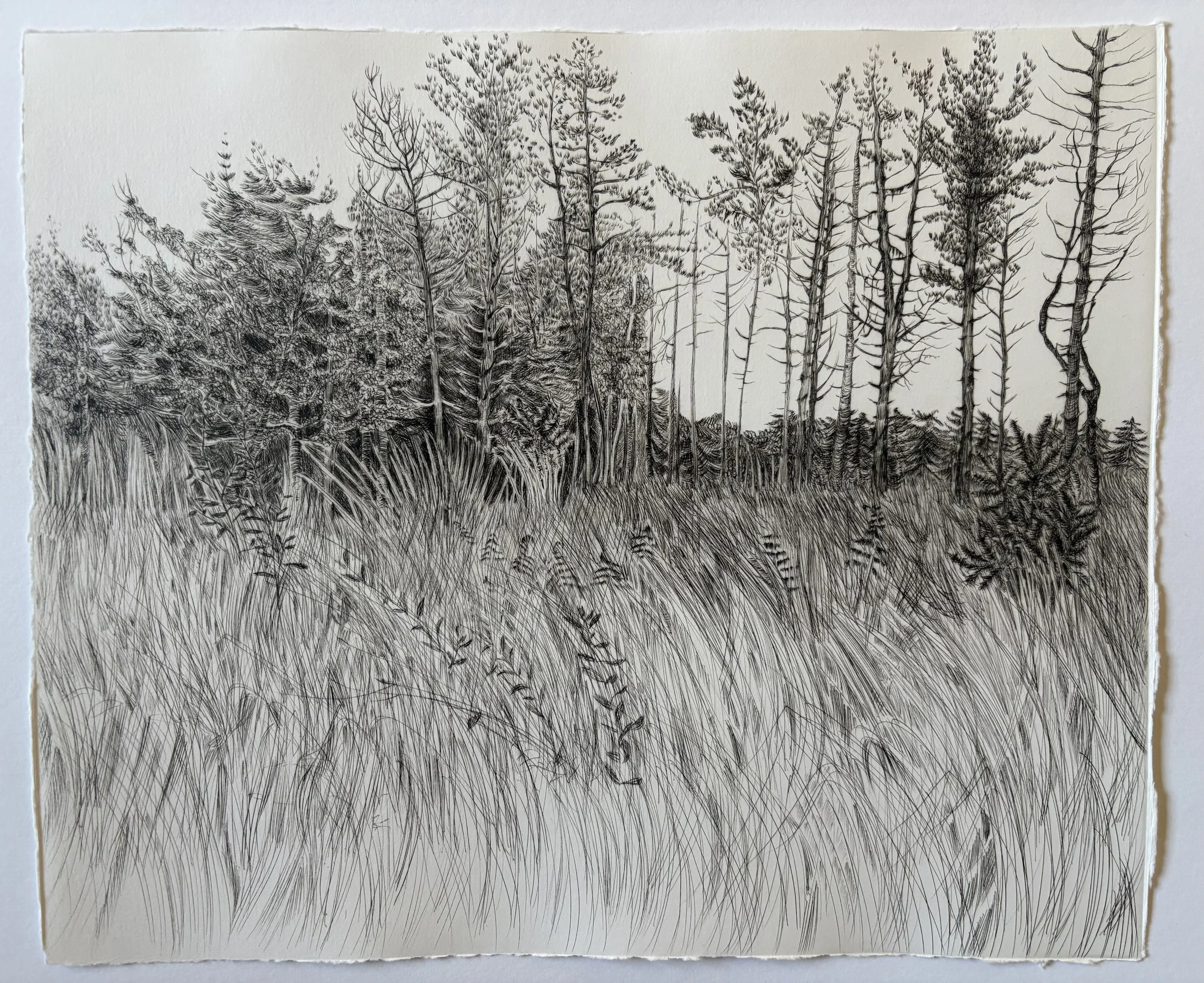 Autumn Trees Drypoint.jpg