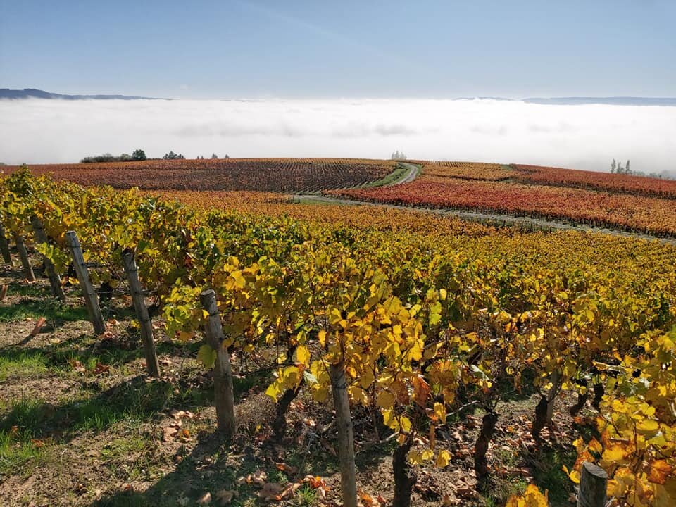 bourgogne vignoble automne.jpg