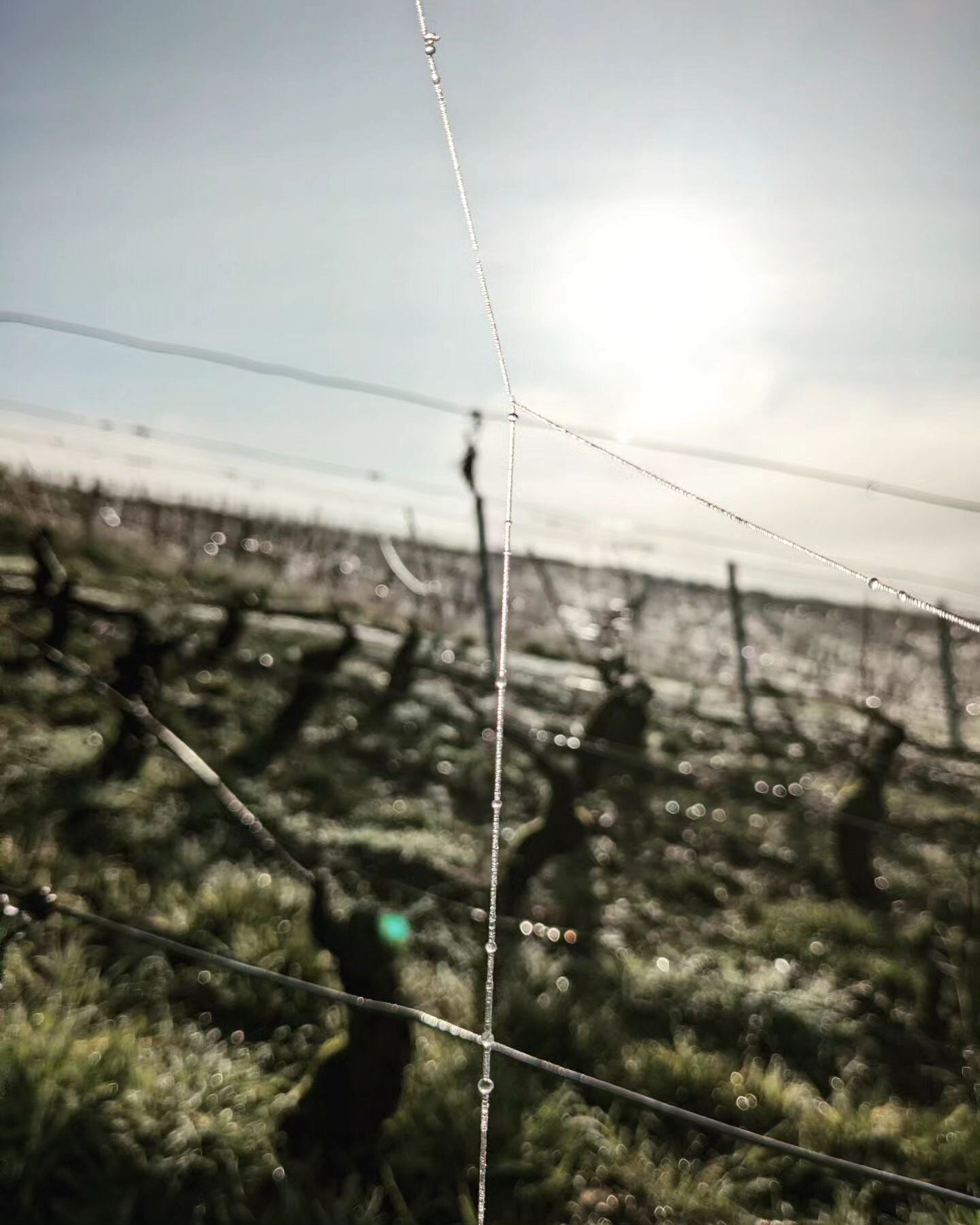 &Ecirc;tre vigneron c'est aussi capter les instants de la nature. 
Les gel&eacute;es du matin dans nos coteaux commencent &agrave; fondre sous ce beau soleil. 
Suivons le bon fil et passons une belle journ&eacute;e ensoleill&eacute;e.
#domainedubeaur