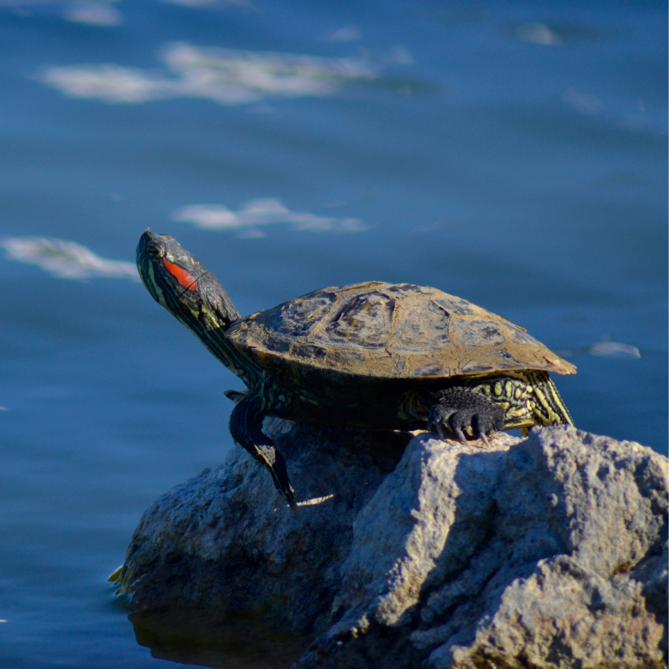 Red-eared slider turtle on a rock by the water
