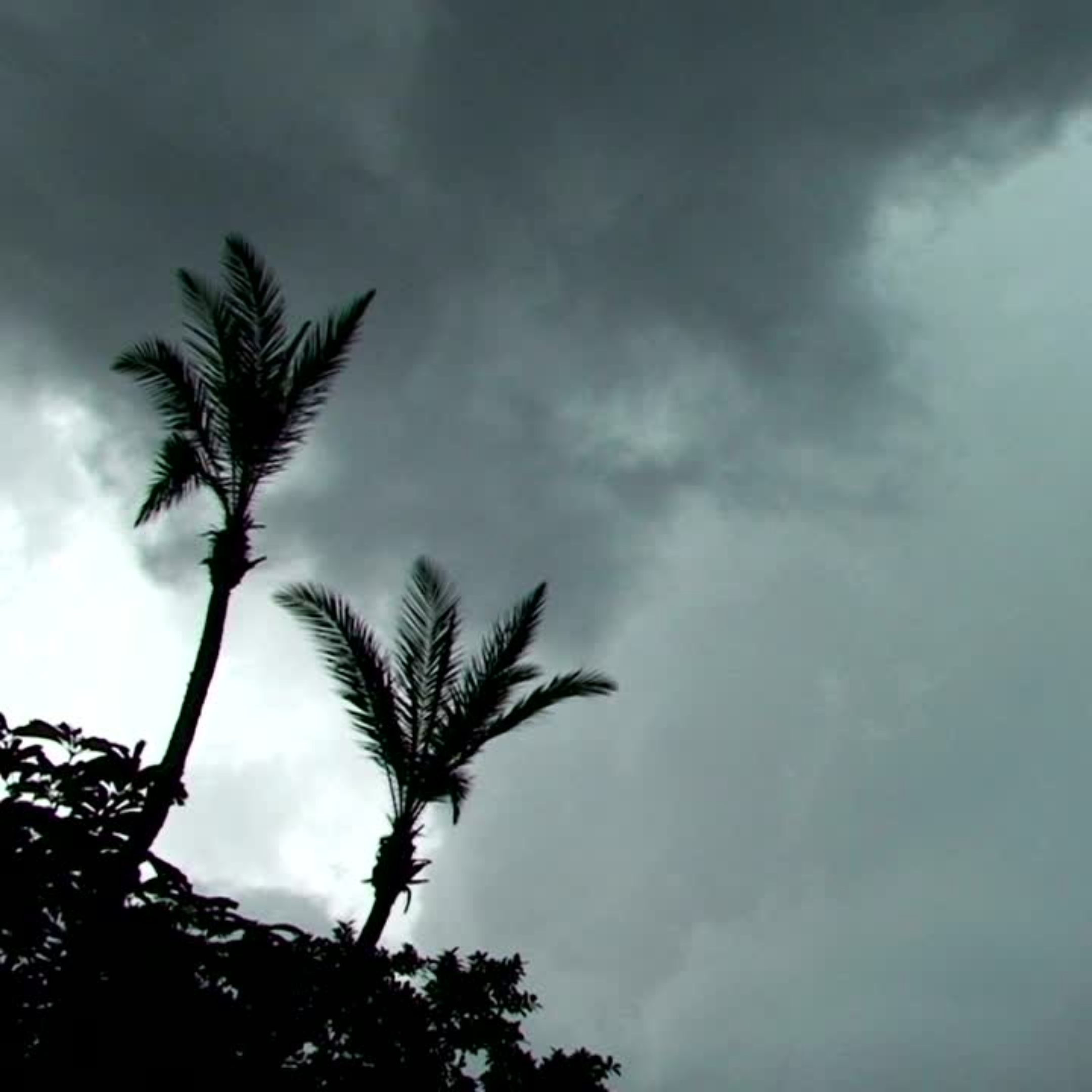 Silhouetted palm trees against a cloudy sky.