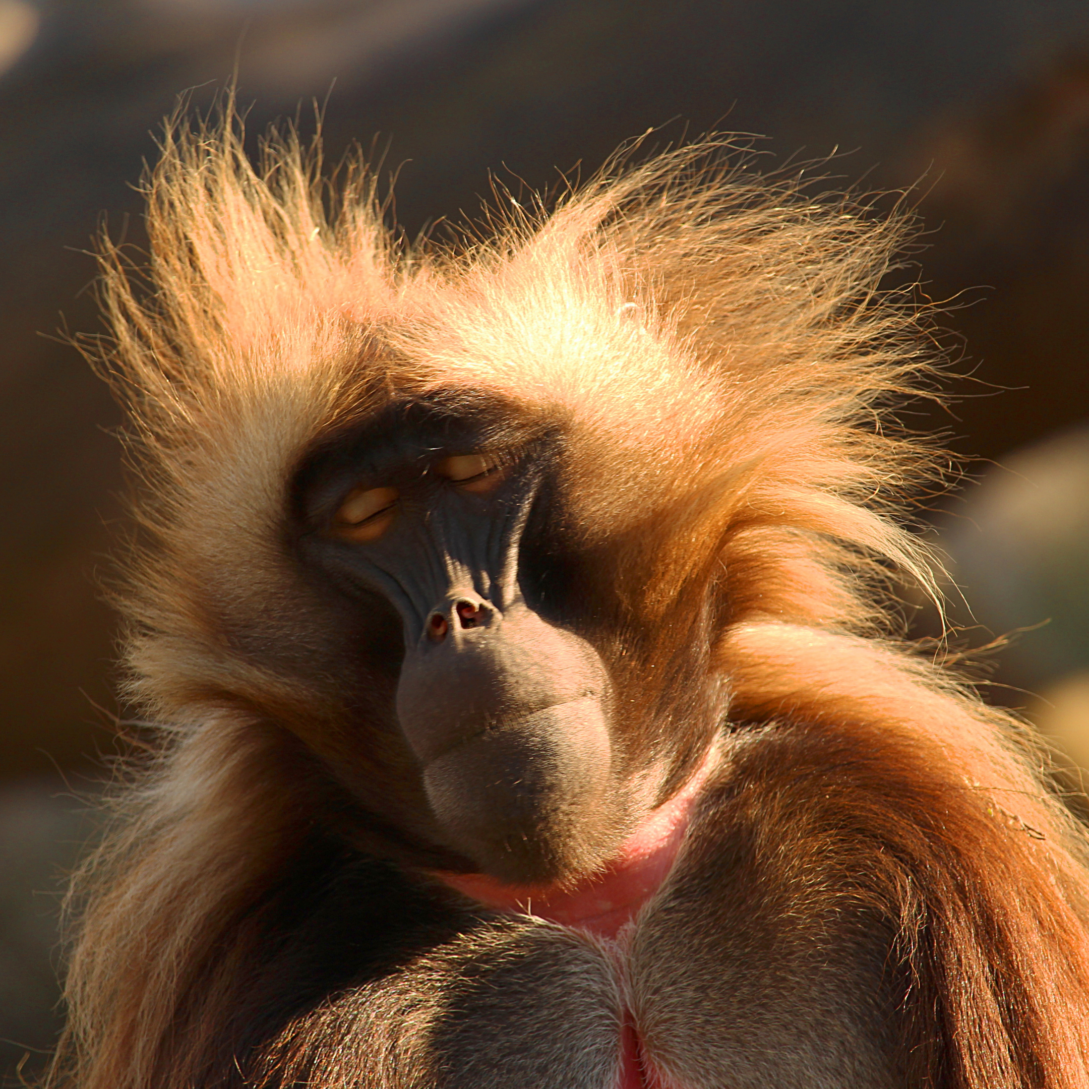 Close-up of a Gelada baboon with closed eyes and windblown fur.