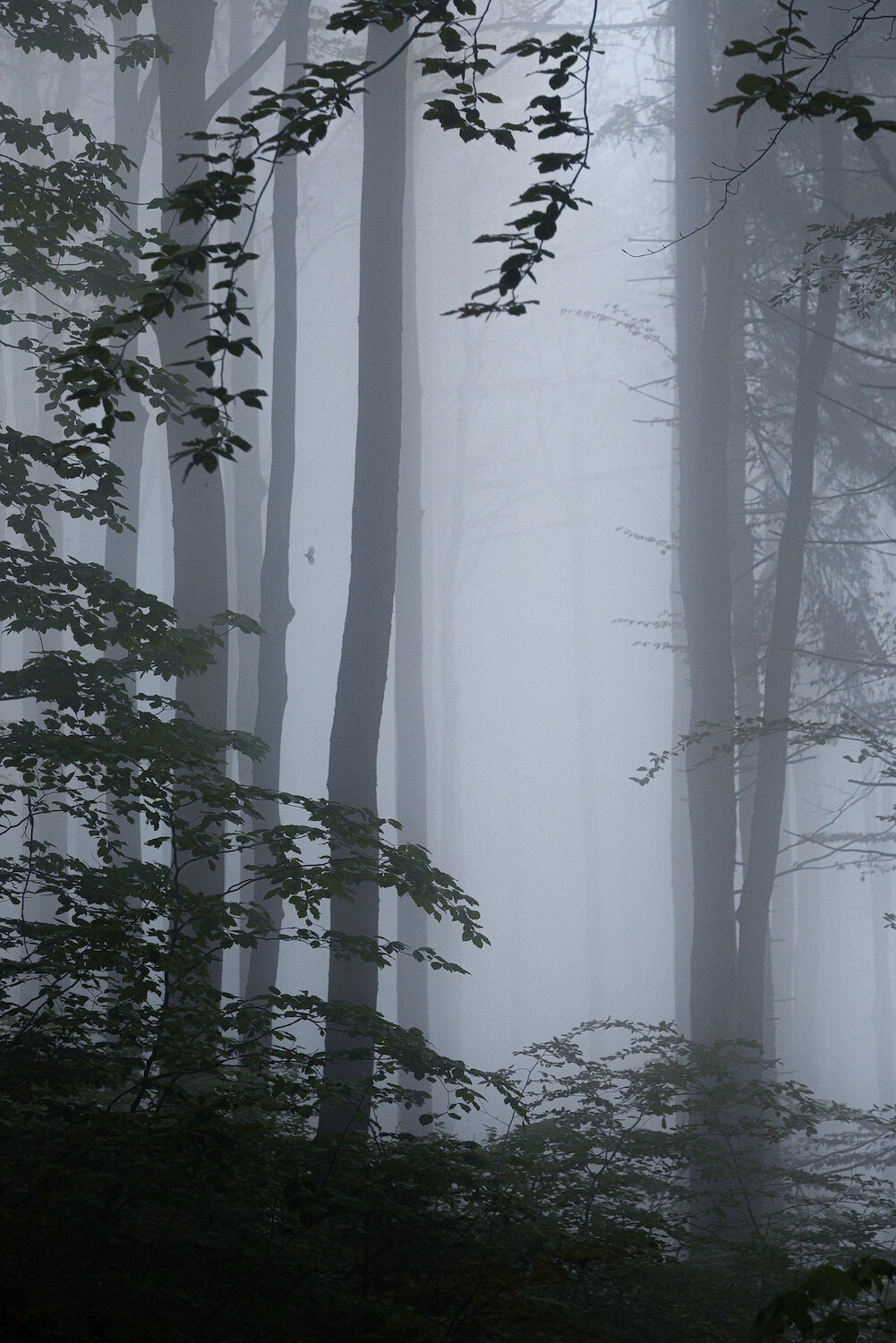 _ZKL0932.jpg