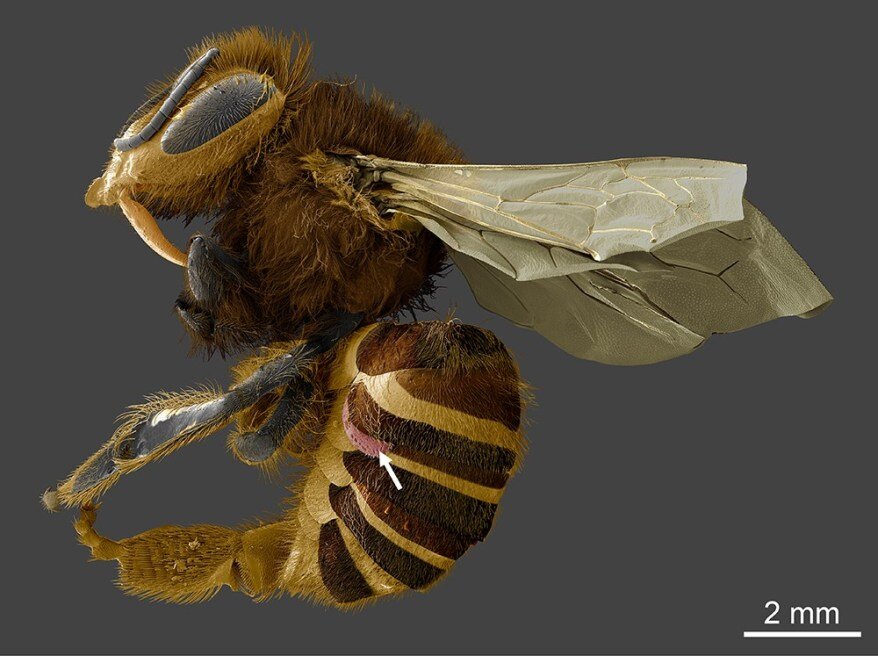 "An Inside Look at How the Varroa Mite’s True Diet Was Discovered" by Gary Bauchan, Ph.D., with Ron Ochoa, Ph.D., Joe Mowery, Chris Pooley, and Dennis vanEngelsdorp, Ph.D