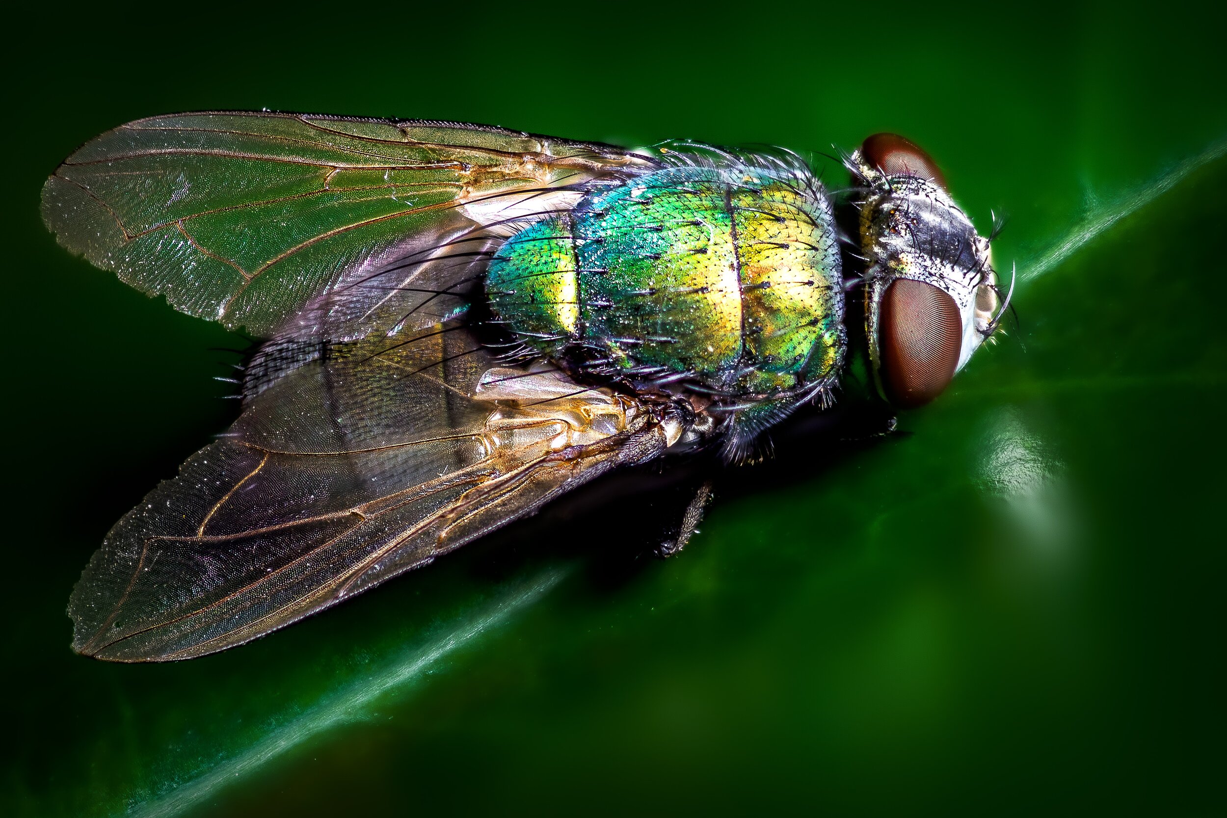   Lucilia sericata , these common flies are integral to solving crimes because they're so good at finding decomposing things with a quickness! One can tell to the hour, or sometimes even the minutes, how long the deceased has been deceased judging si