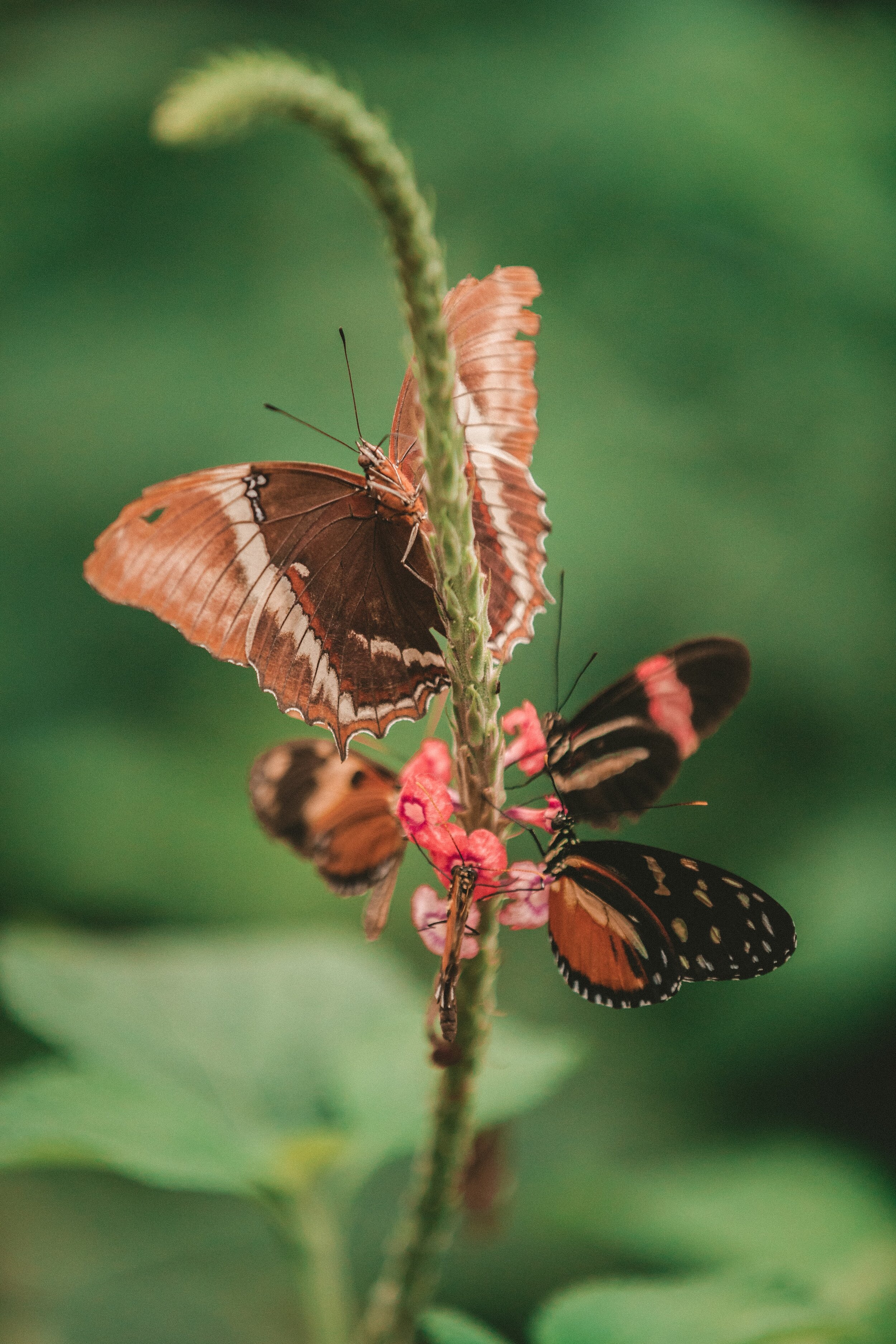  As beautiful as they are, butterflies are anything but polite eaters. They're known to drink fluids from carrion, blood, tears, mud, and poop to get the salts and amino acids that aren't present in their diet. 