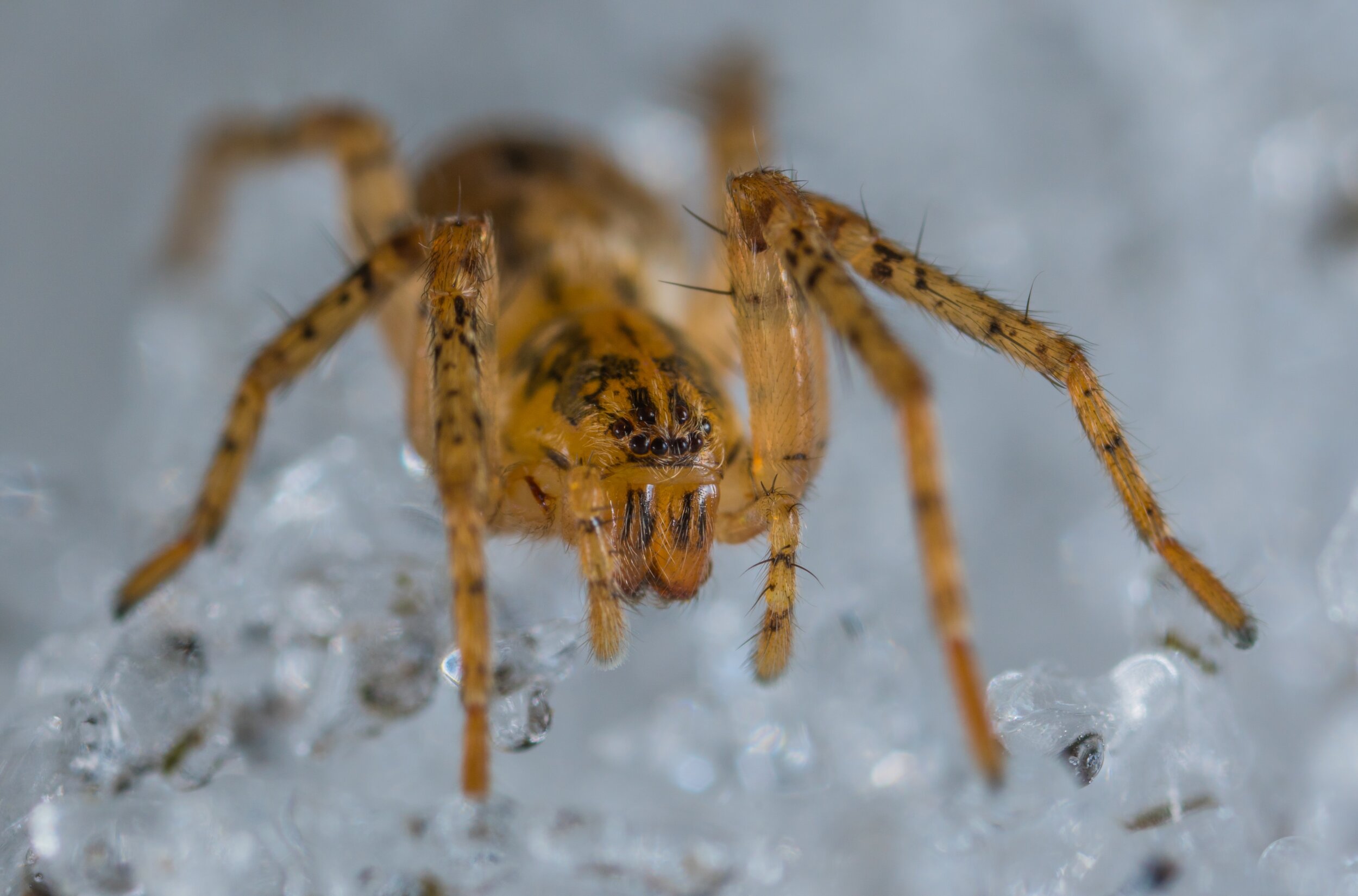   Scytodes  spiders are unique among the spiders for shooting web out of their fangs earning them the name “spitting spiders”. The rest of the spider’s rocket web from specialized structures on their rear ends. So if Spiderman does whatever a spider 