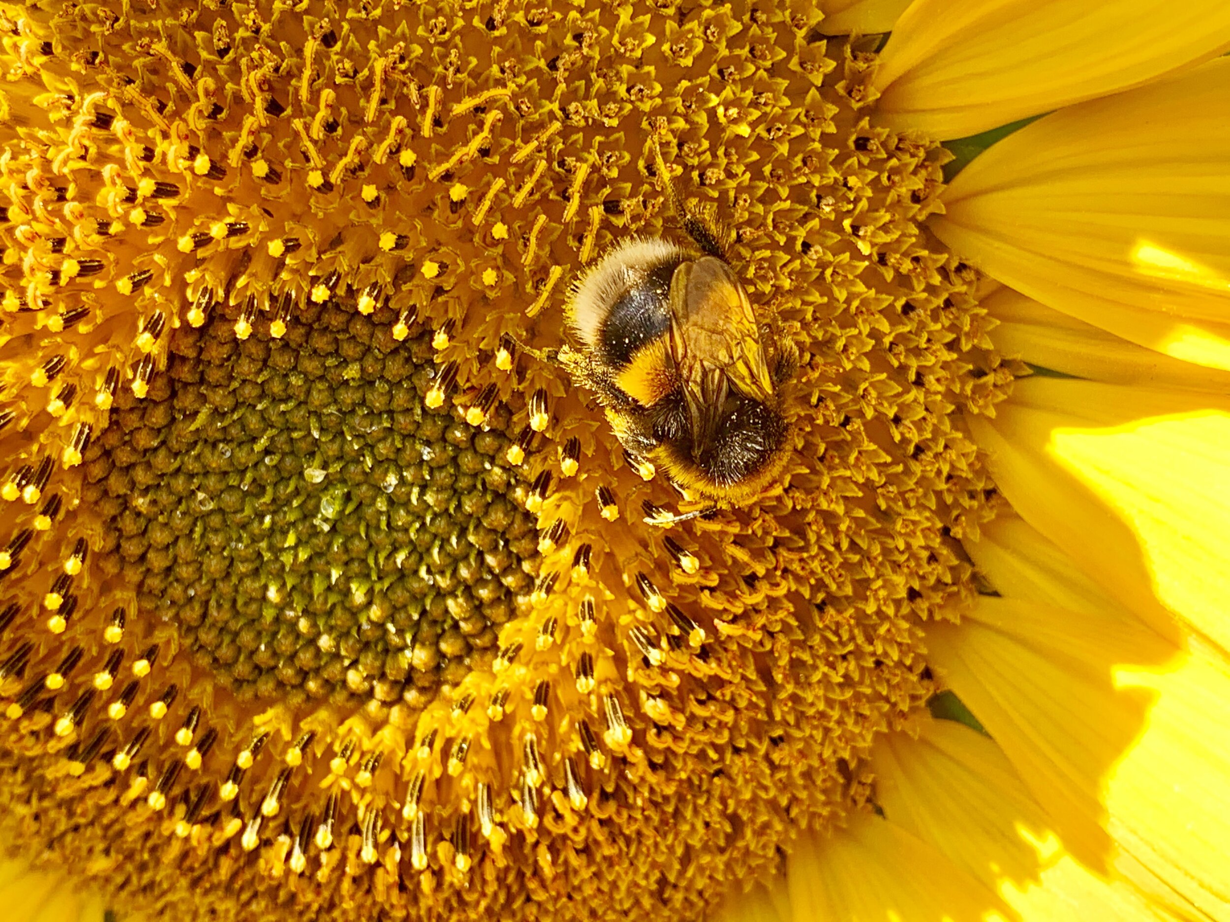  Bumblebees are the picture of restraint. Unlike honey bees, there is no physical cost to using their stinger on people but still, they tend not to behave aggressively unless threatened. Bumble bees, de-escalating conflict before it was cool. 