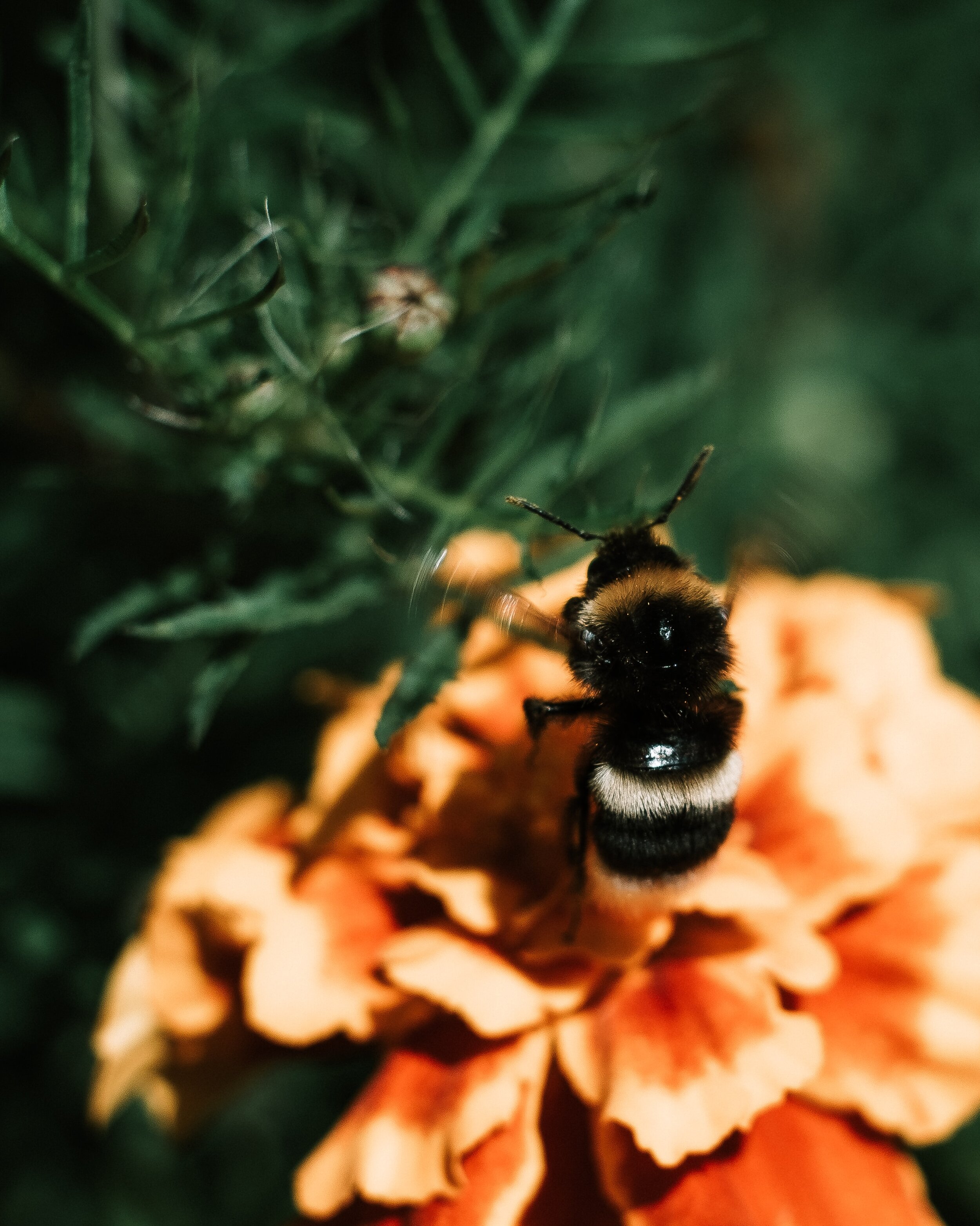  Bumblebees have quite a few natural enemies including wasps called “bee wolves” and spiders disguised as flowers that eat them when they attempt to sip nectar from them. 