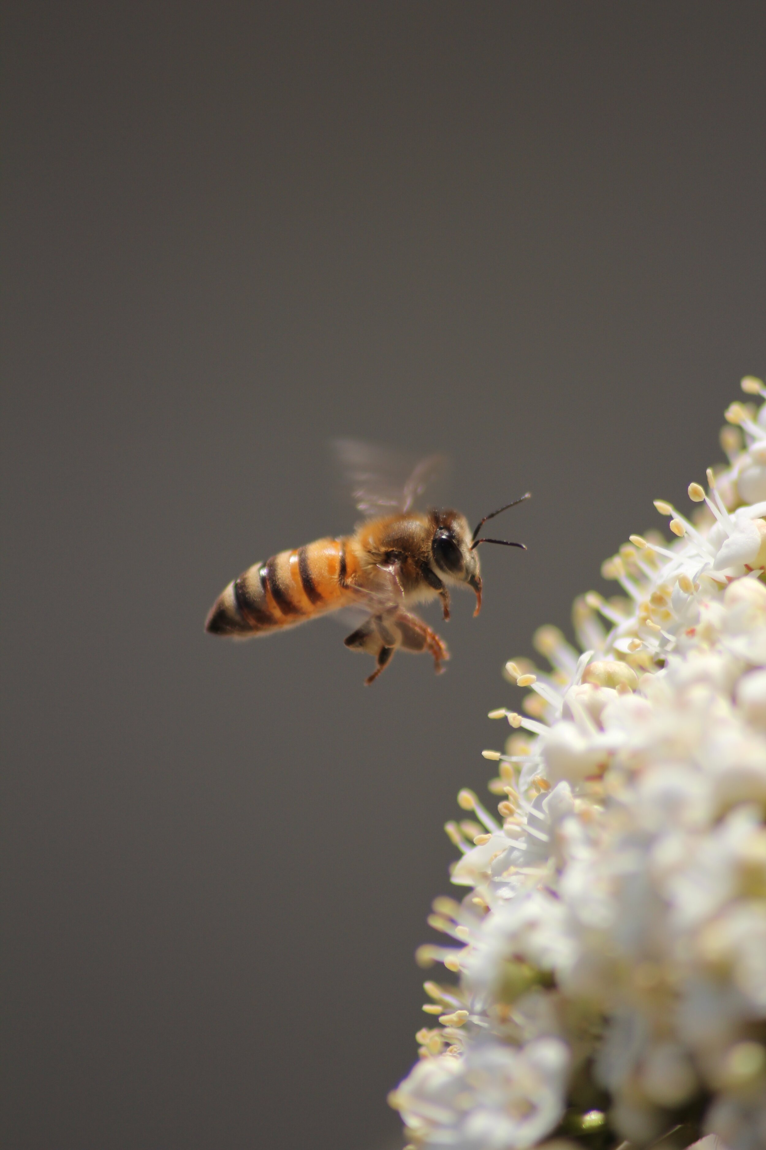  This is a honey bee... (see next picture) 