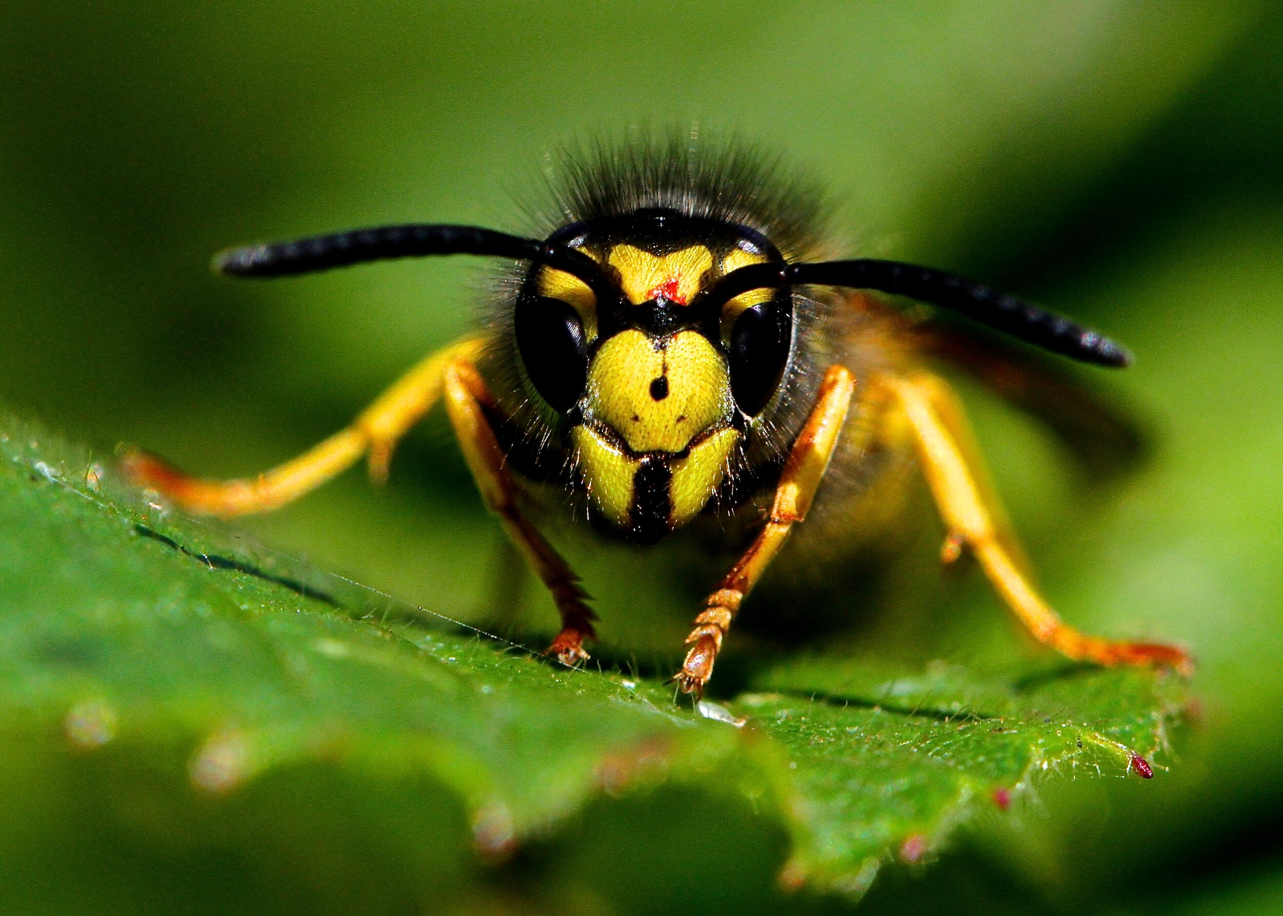  This is a wasp; definitely not a bee. Remember these images when next you tell someone you were stung by a bee! 