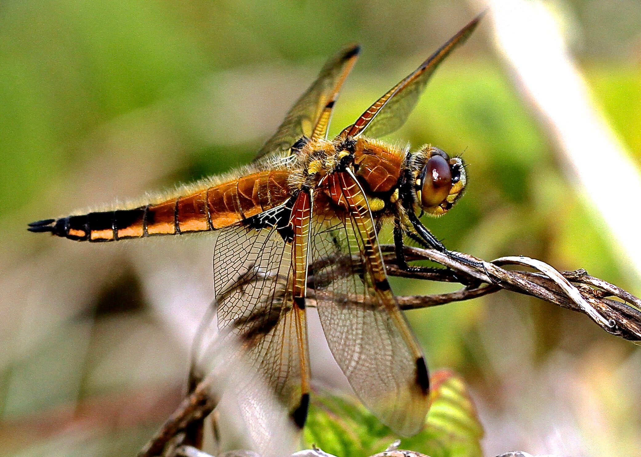  Dragonflies (and potentially some other insect species) were the first animals to take to the air about 350 million years ago. They dominated the skies well before pterosaurs, birds, and bats. 